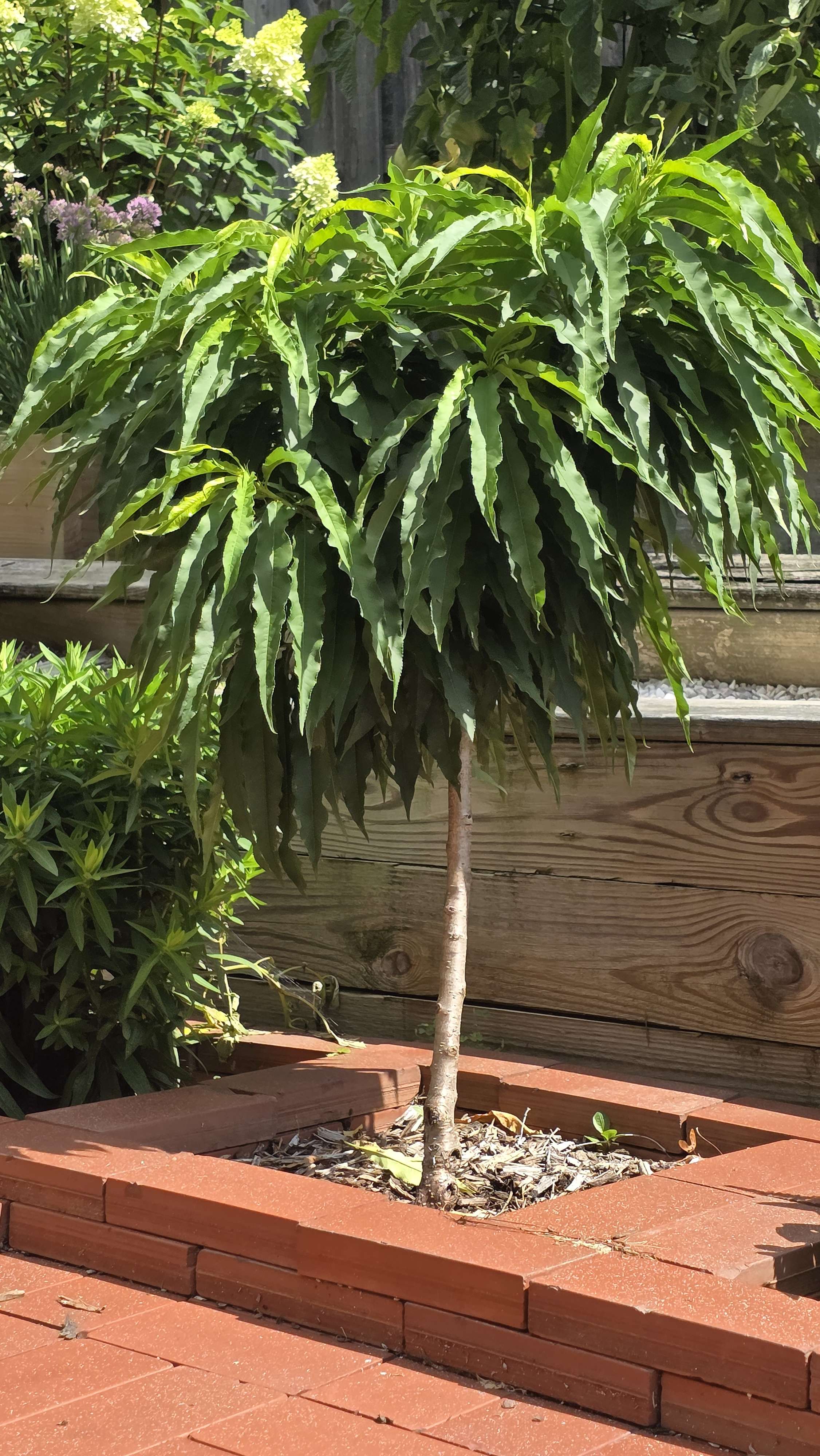 Summer reference — full leaf