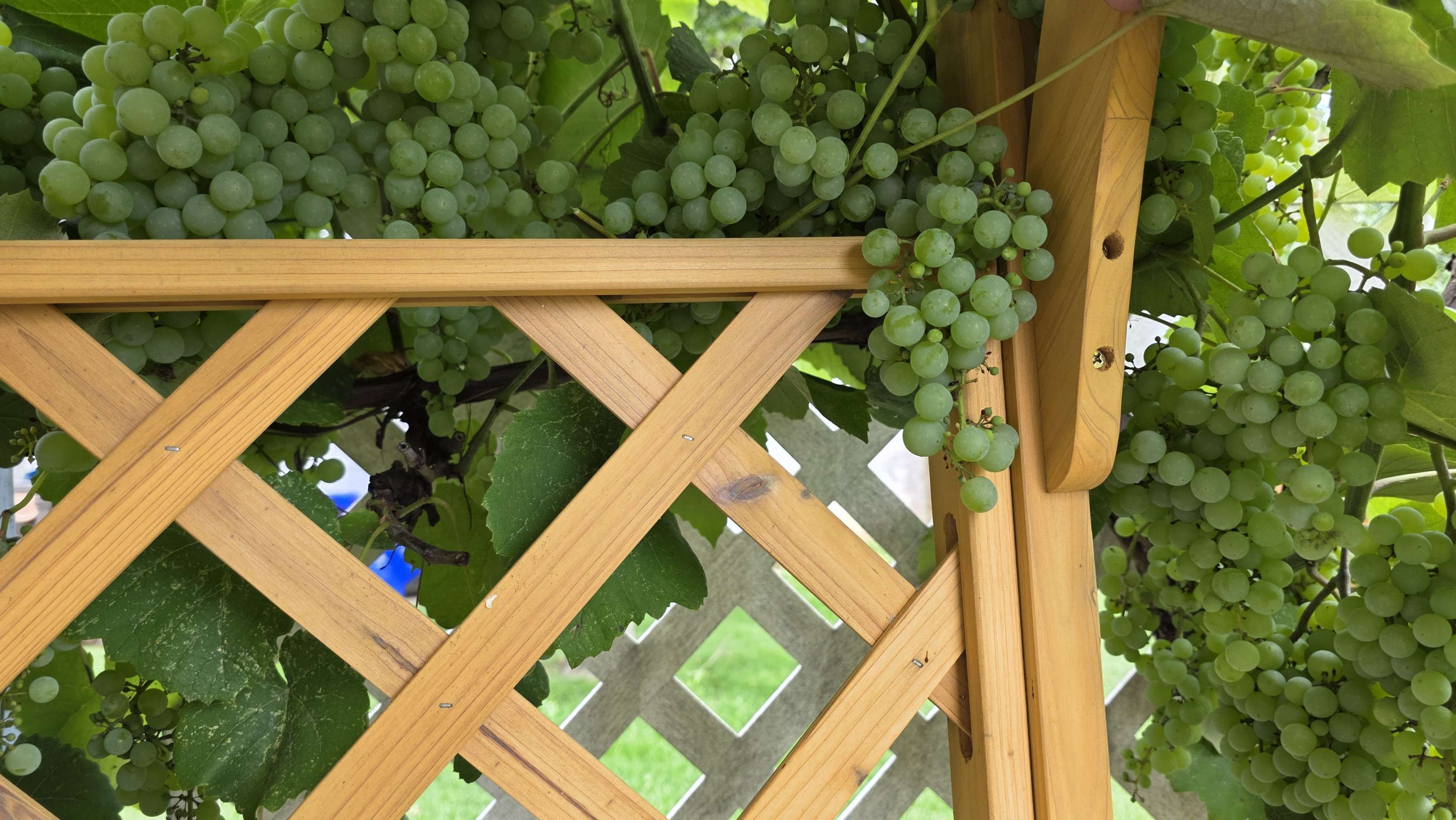 Grapevine close-up 2025