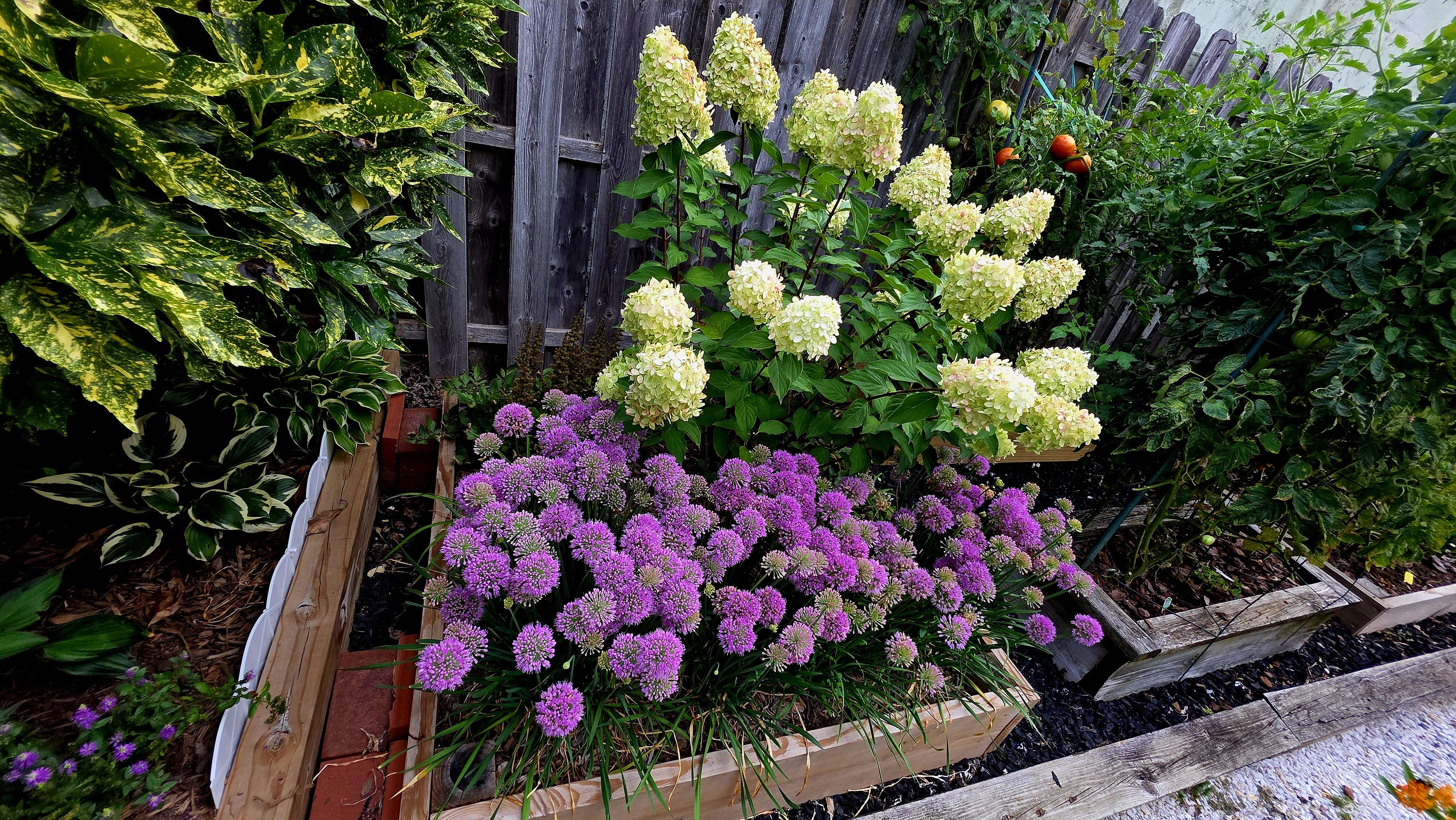 Hydrangea allium bed 2025