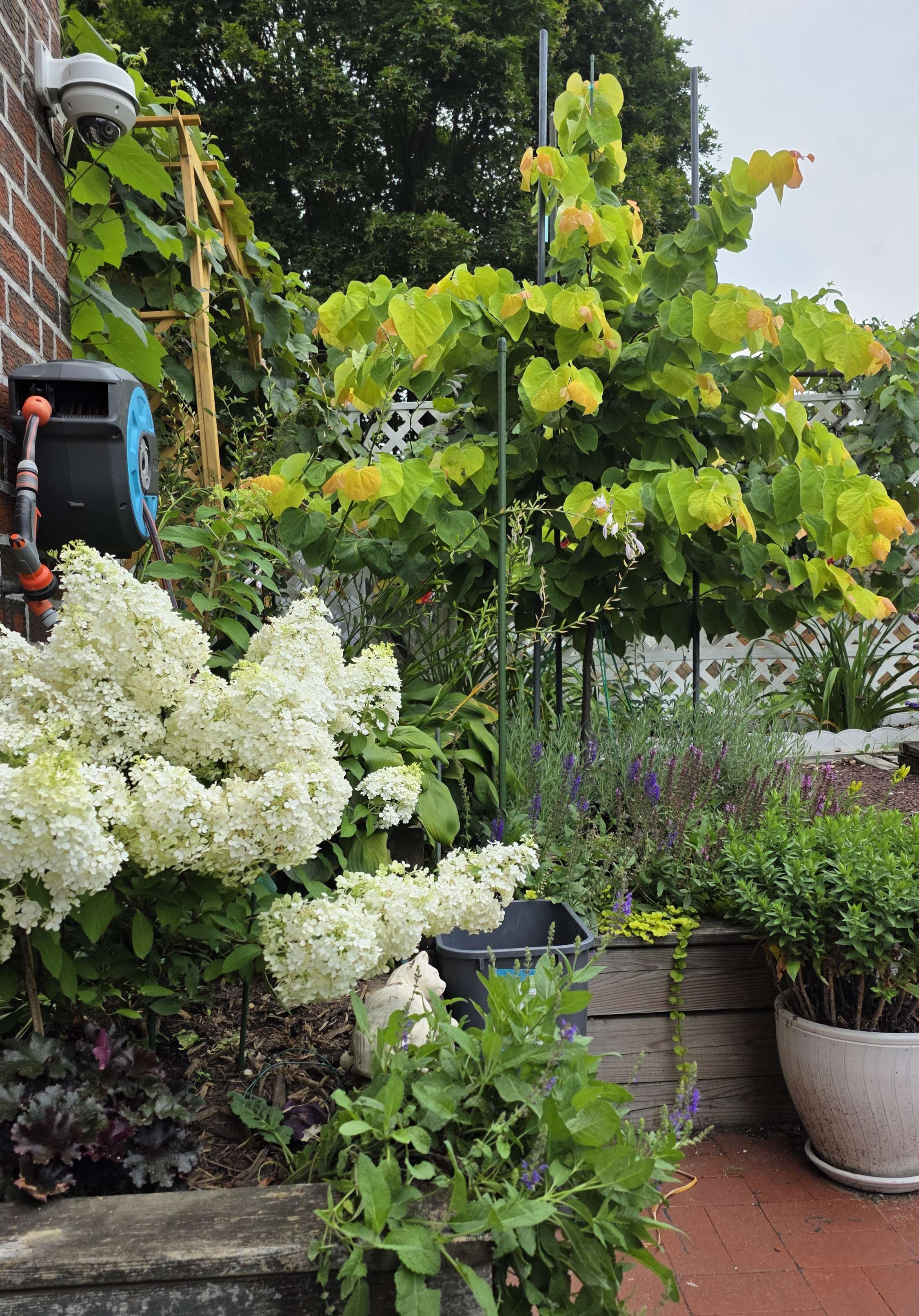 Japanese maple and hydrangea 2025