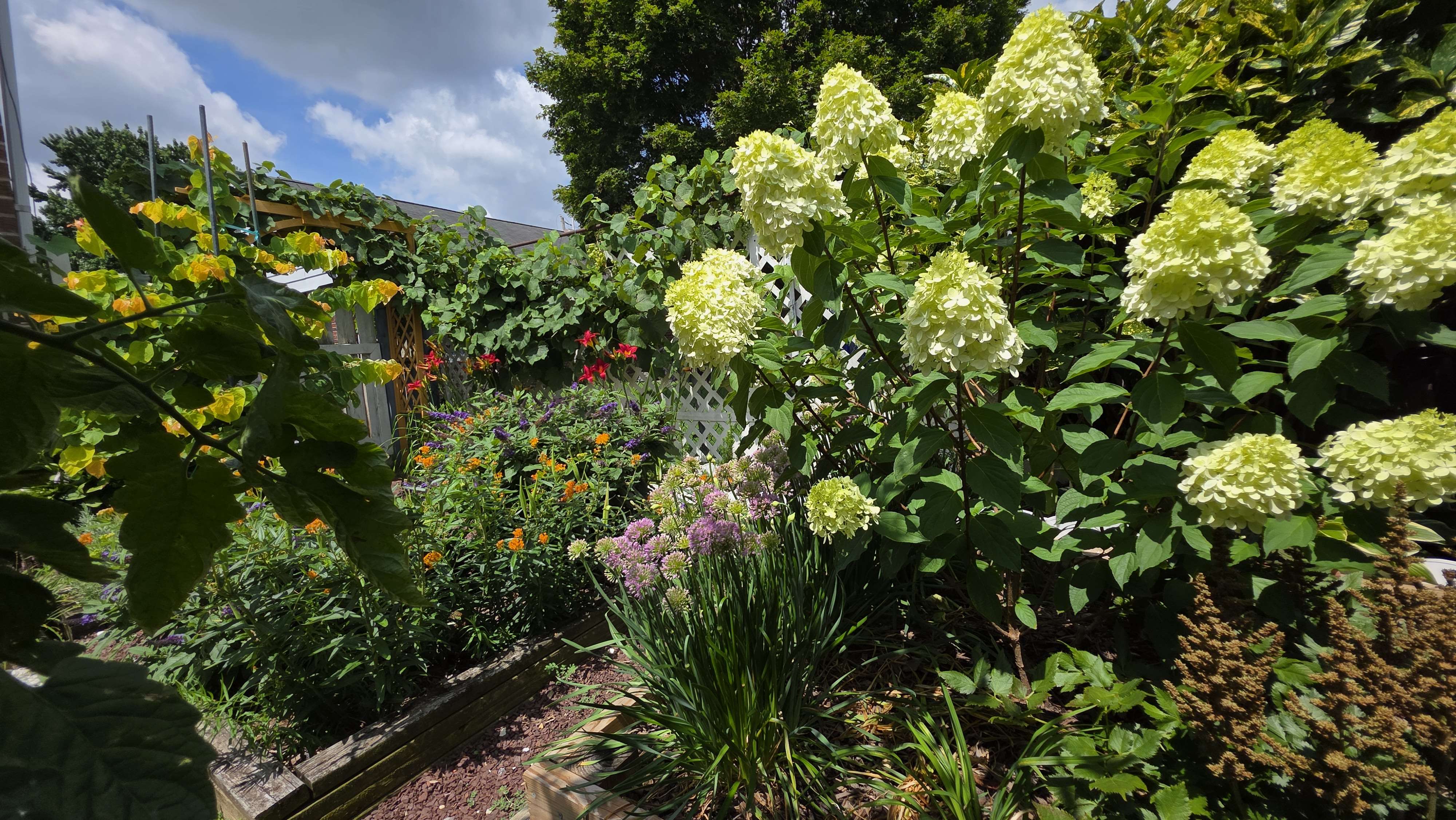 Mixed bed hydrangeas 2025