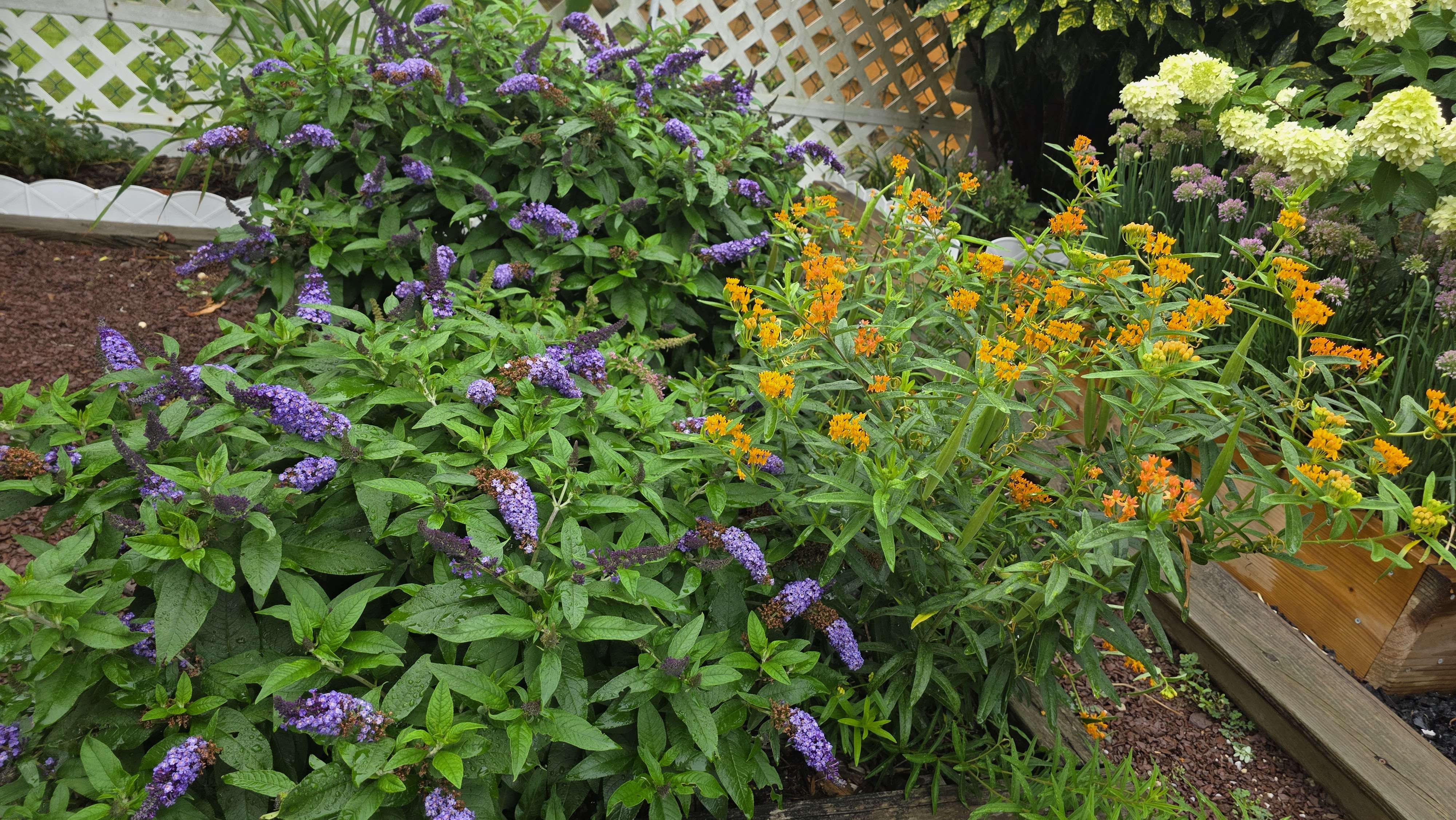 Mixed perennial border 2025