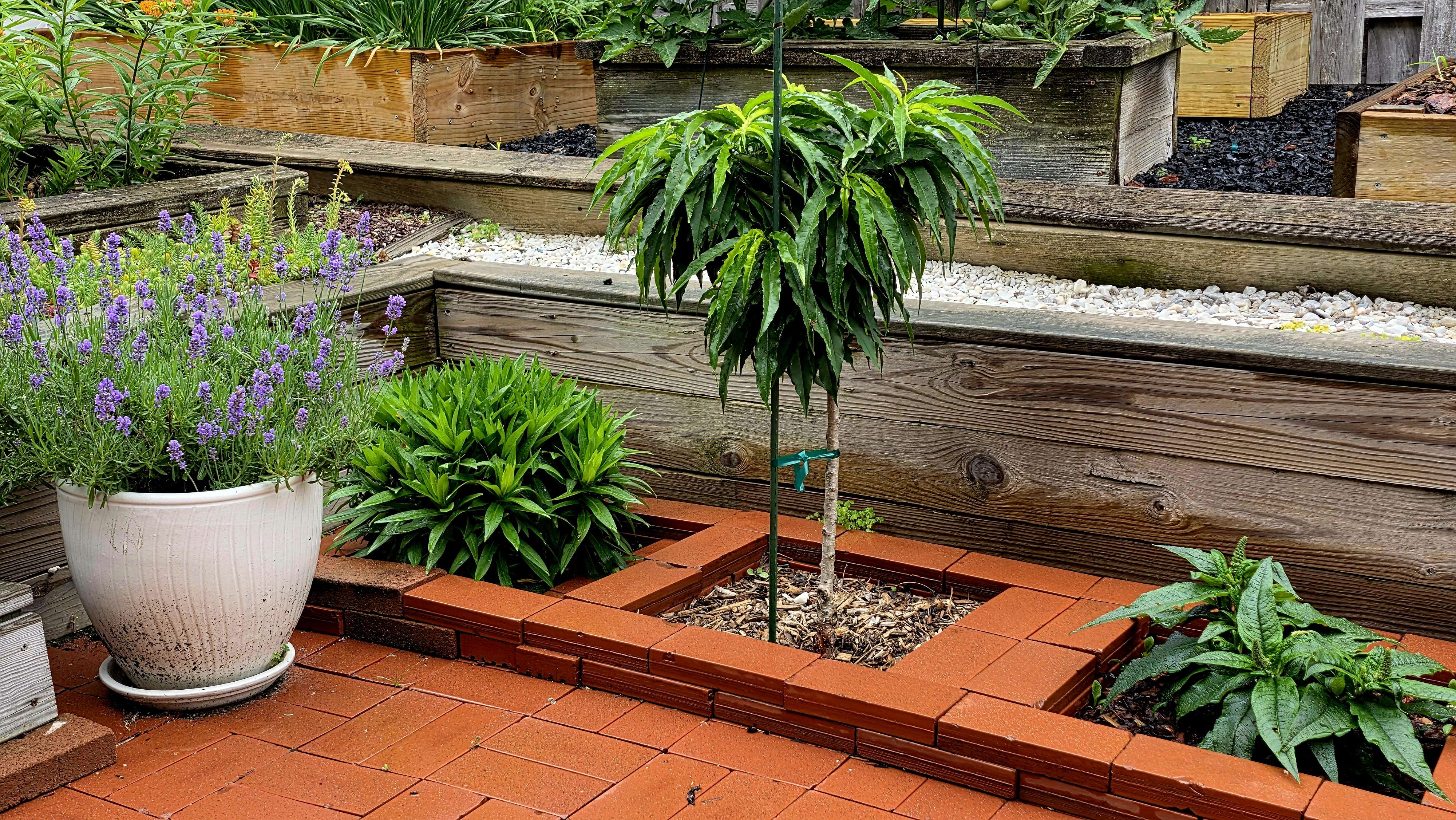Peach, butterfly bush and aster 2025