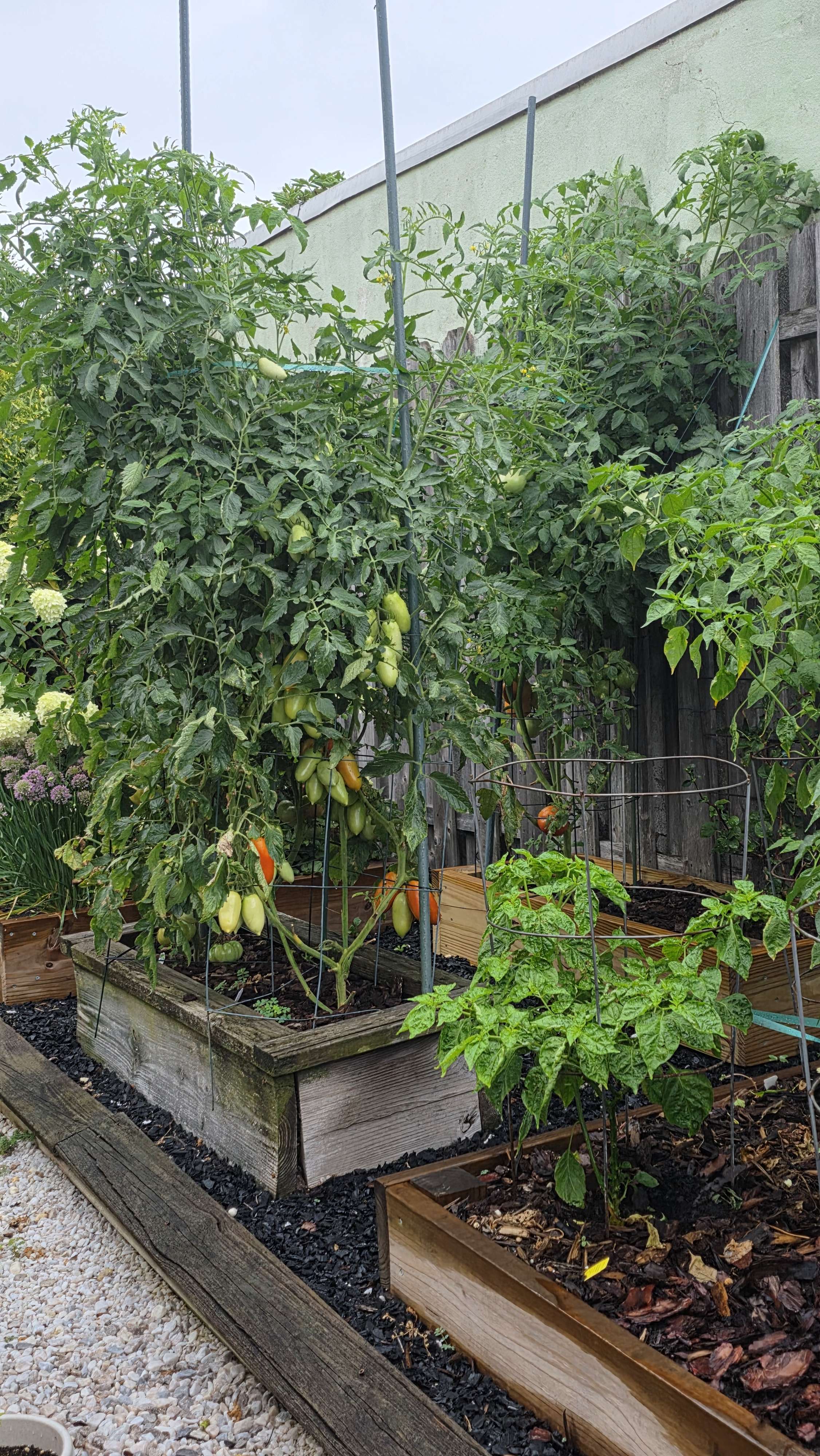 Raised vegetable beds 2025