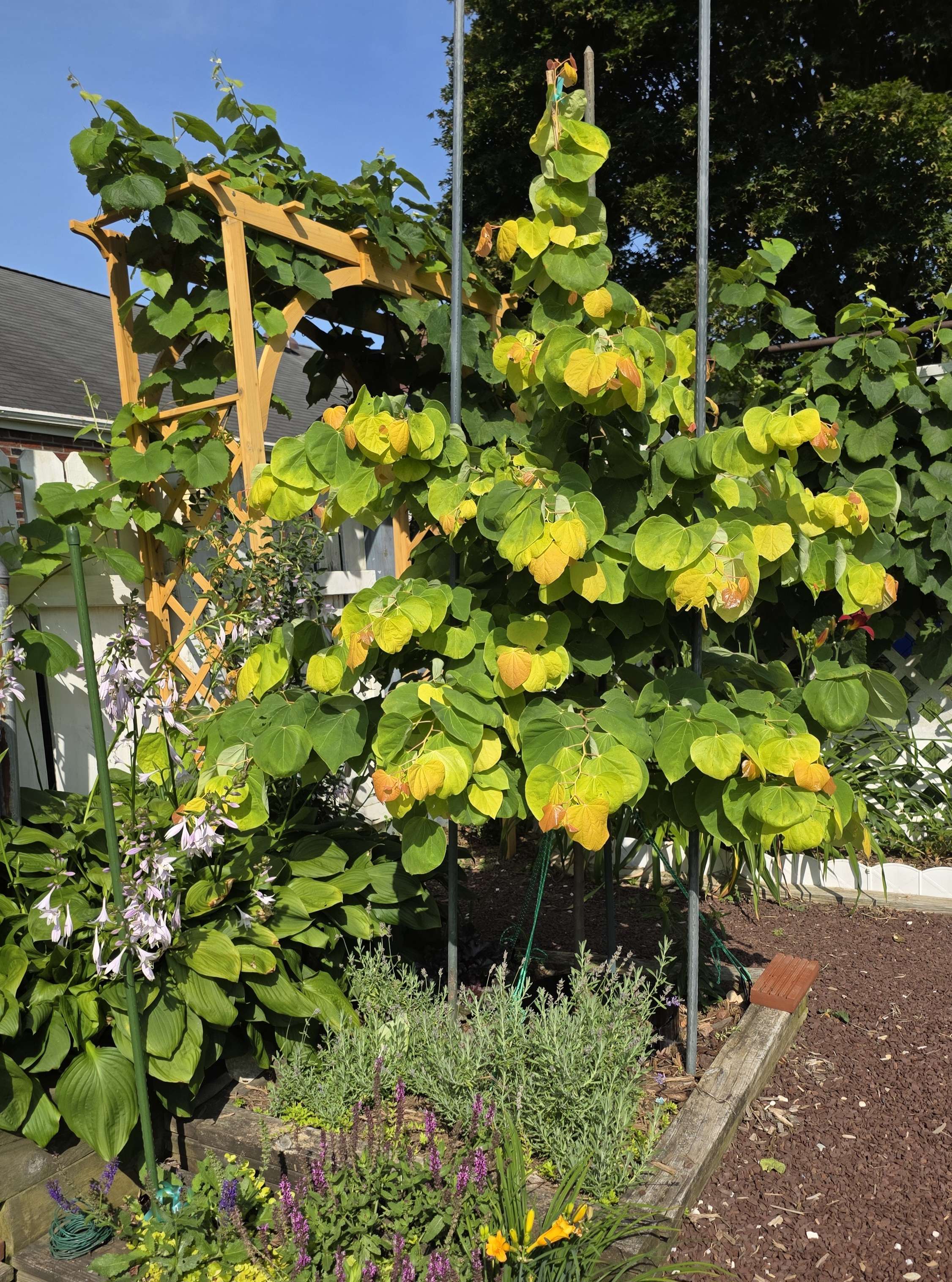Rising Sun redbud 2025 summer reference