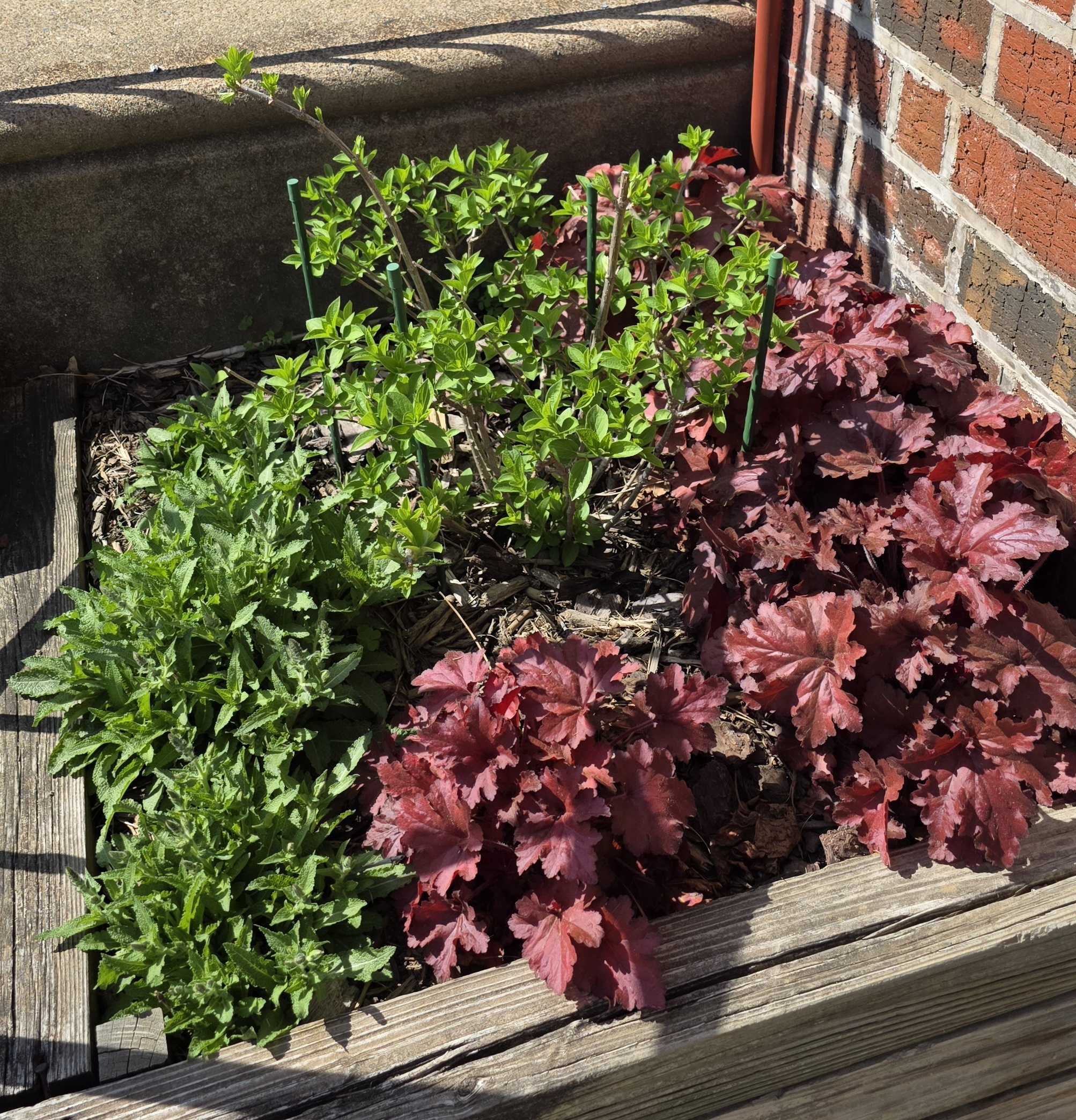 Heuchera, salvia and Bobo hydrangea