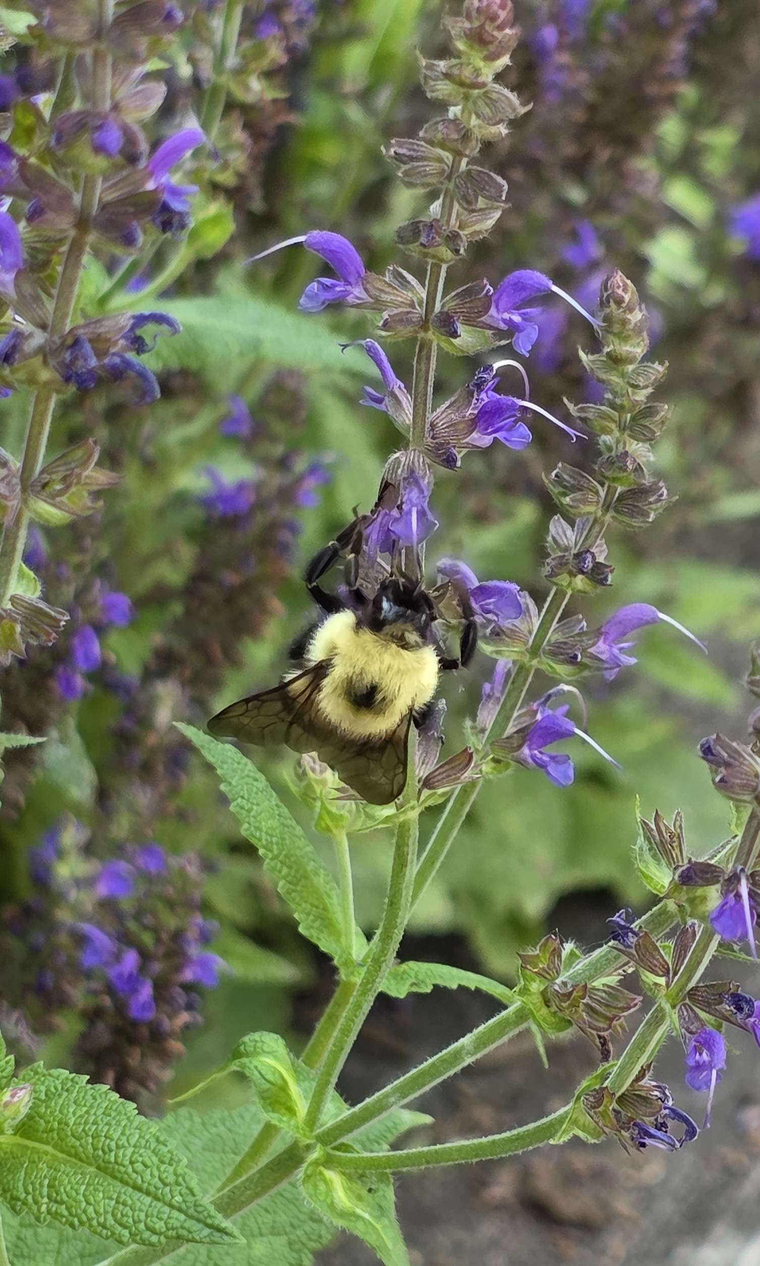 Bumblebee on catmint