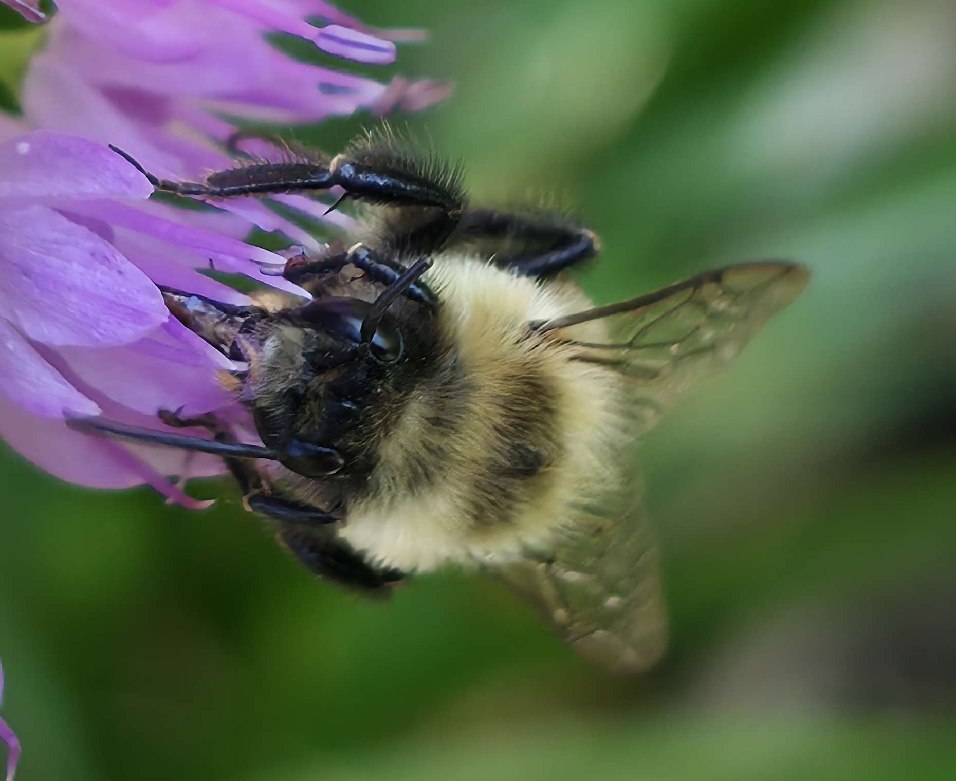 Bumblebee close-up on salvia