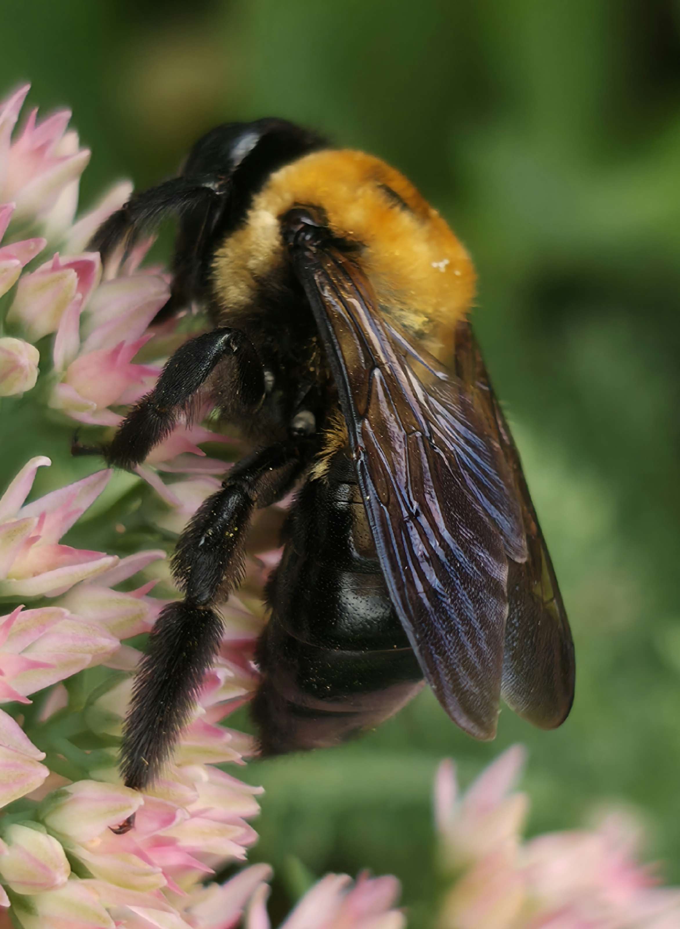 Bumblebee on sedum close-up