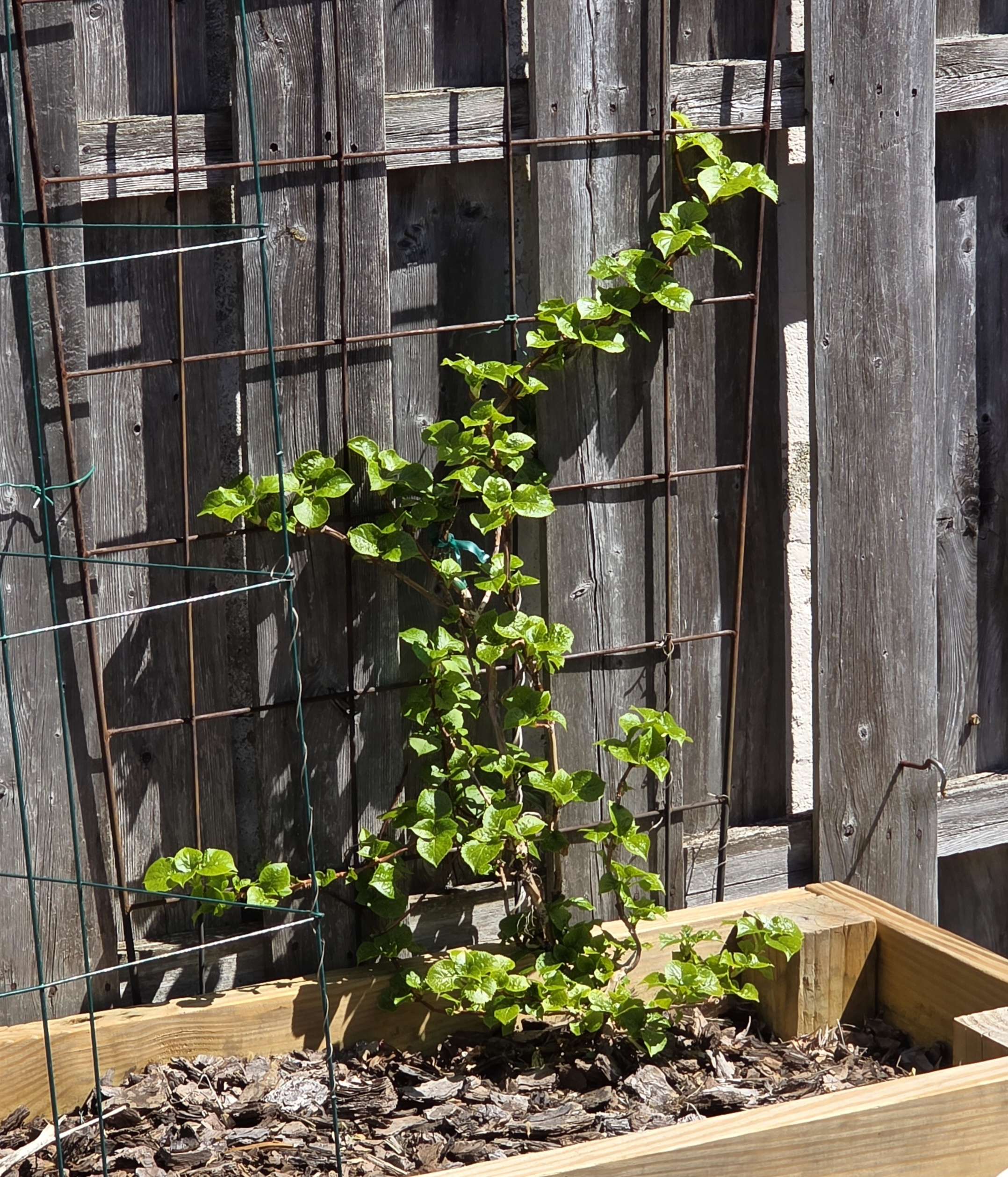 First spring growth