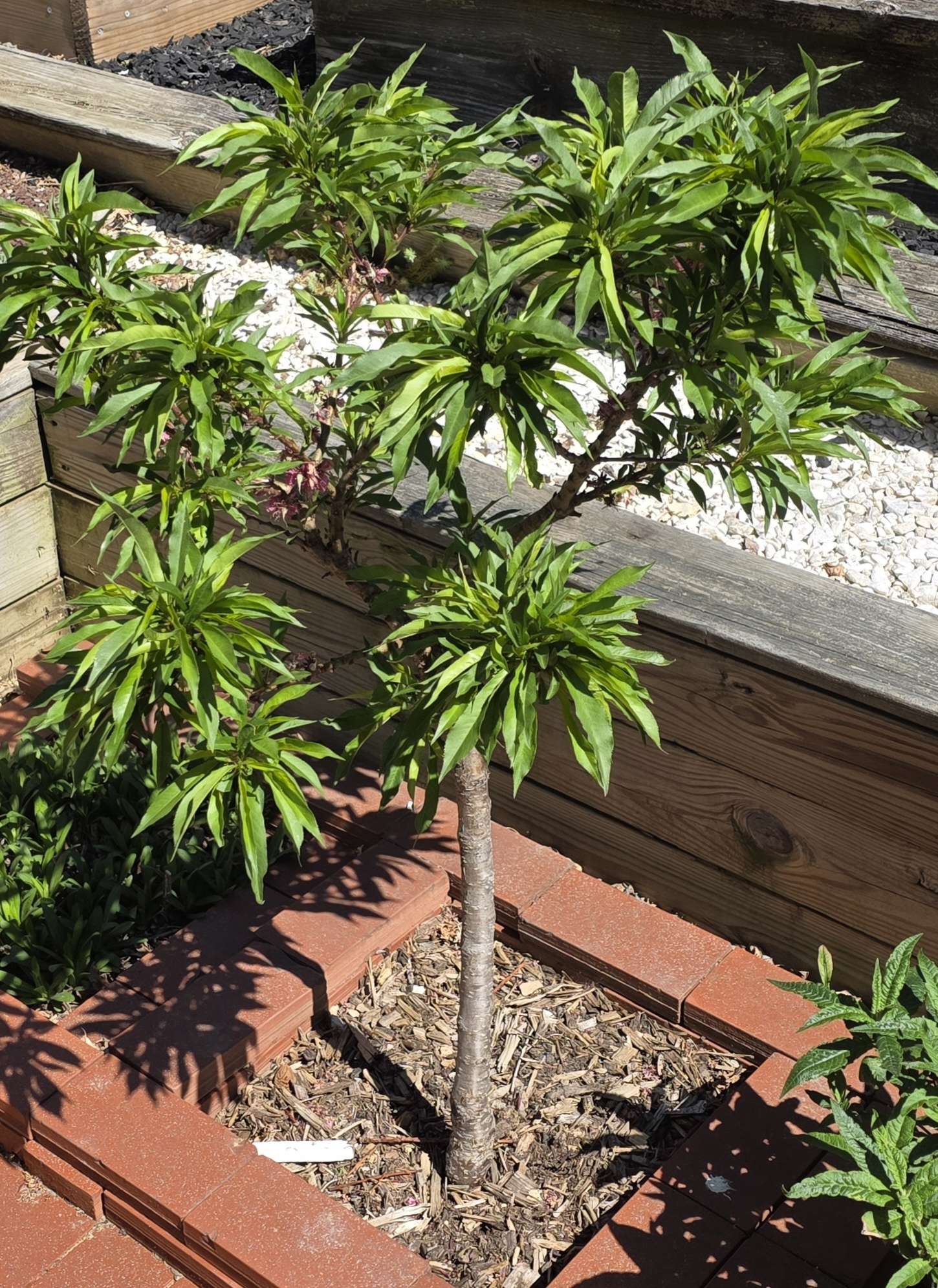Leaf clusters taking over