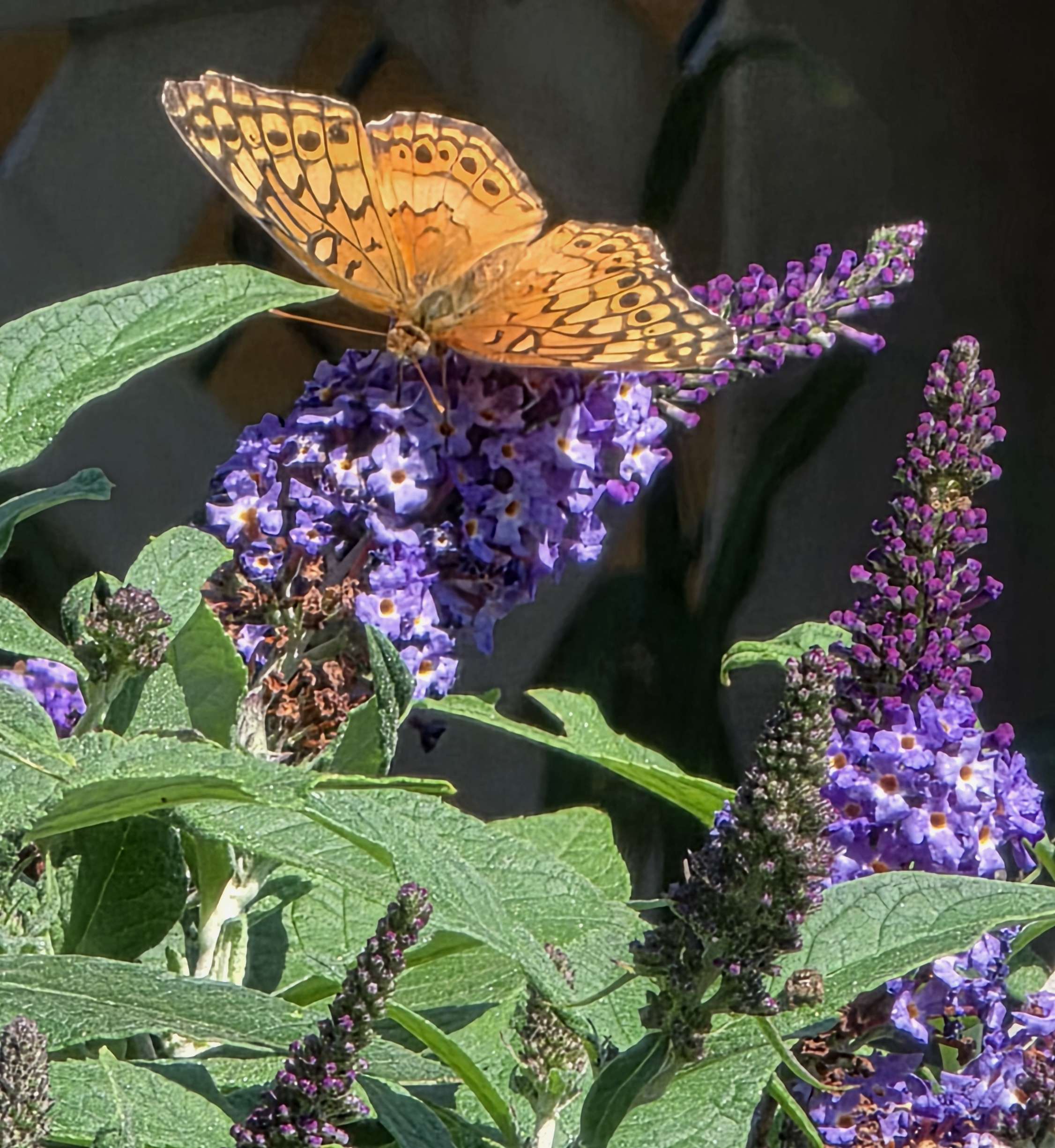 Fritillary on buddleia, second angle
