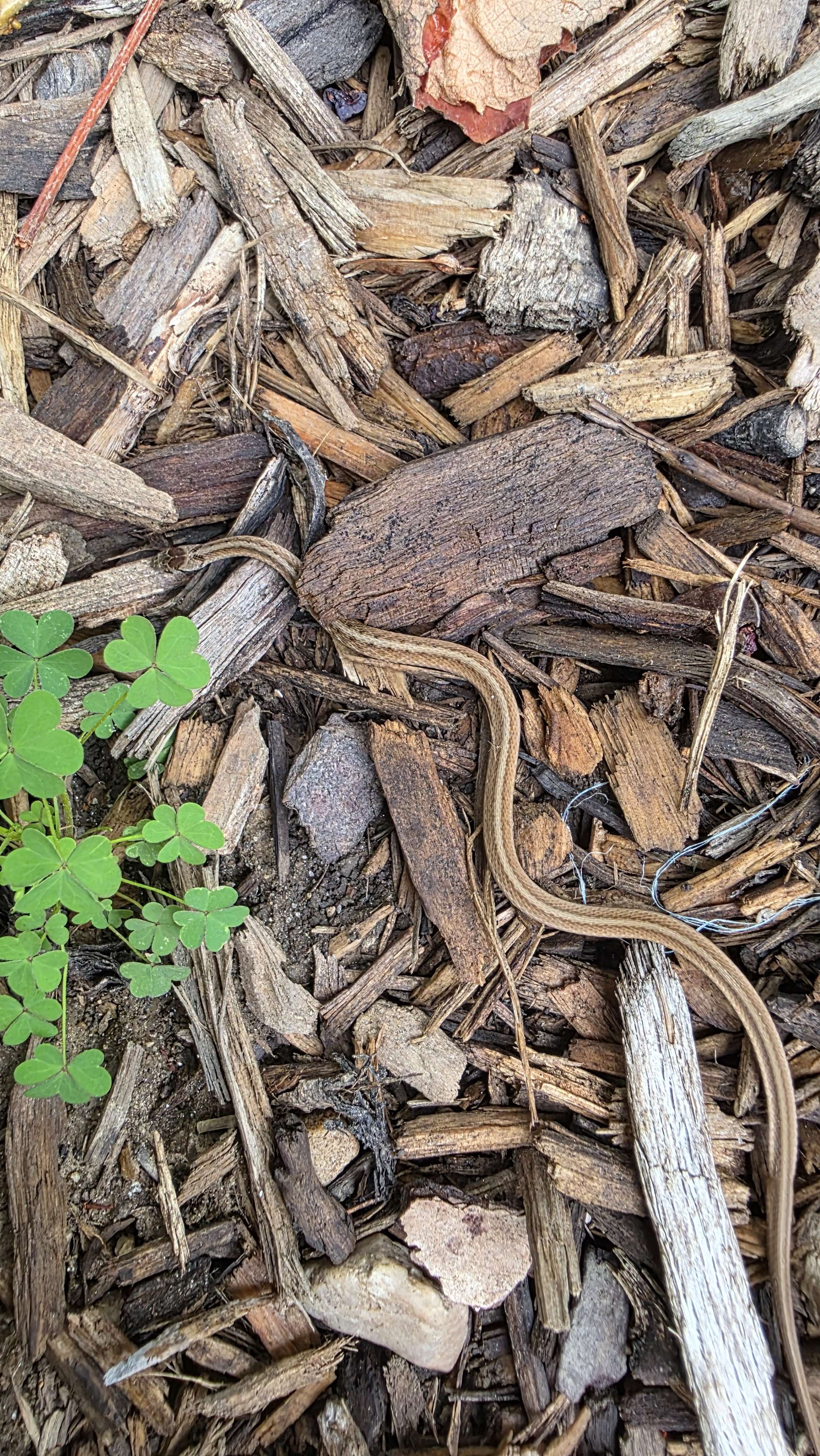 Eastern gartersnake in mulch