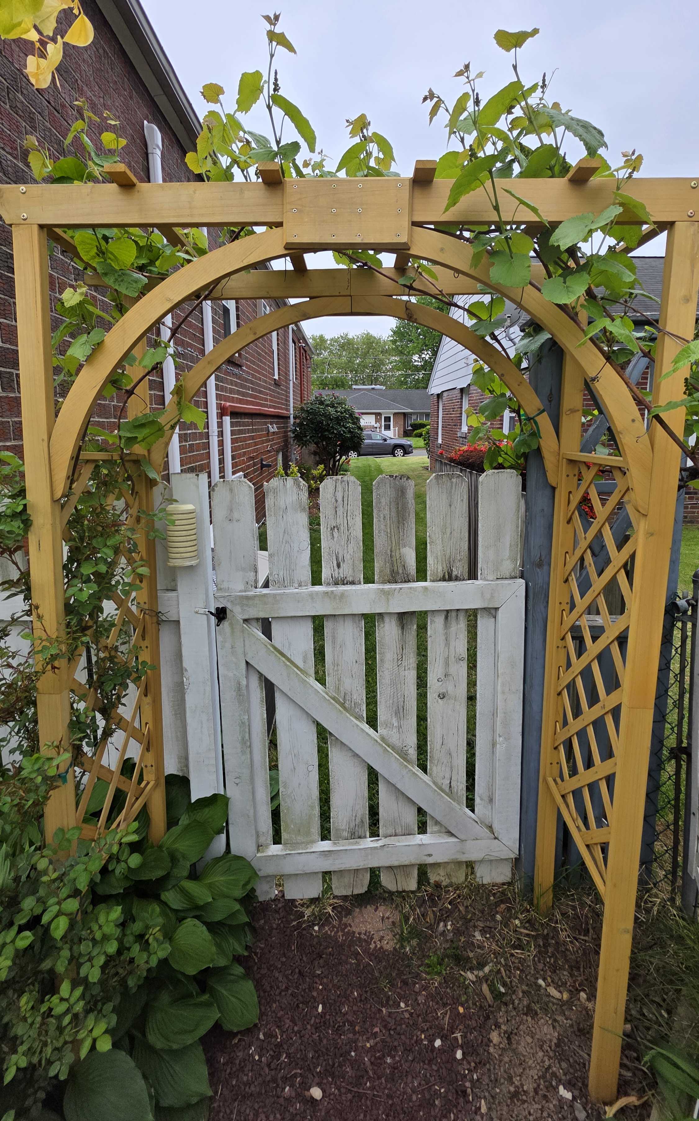 Grapevine arbor gate