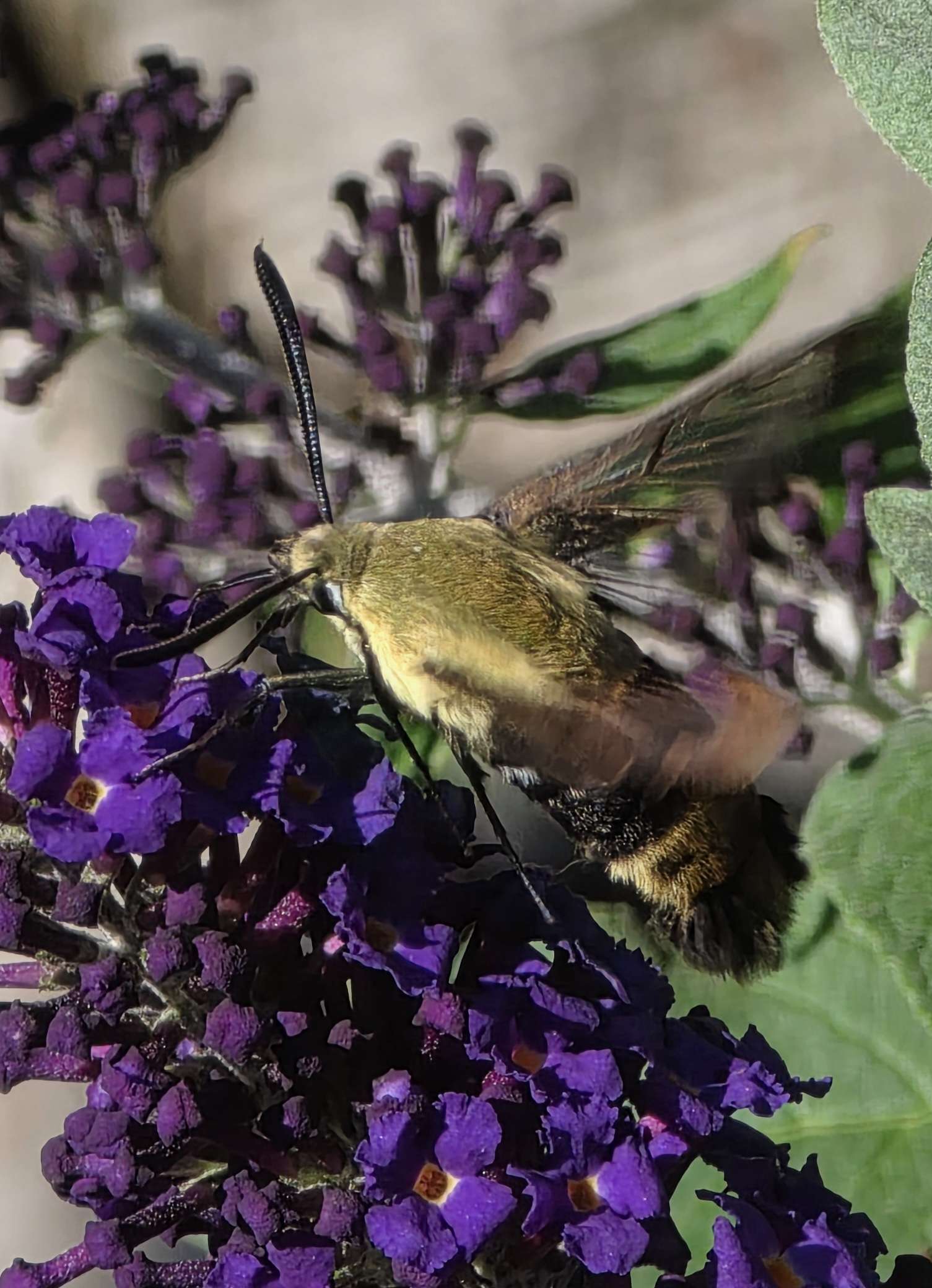 Hummingbird moth on buddleia close-up