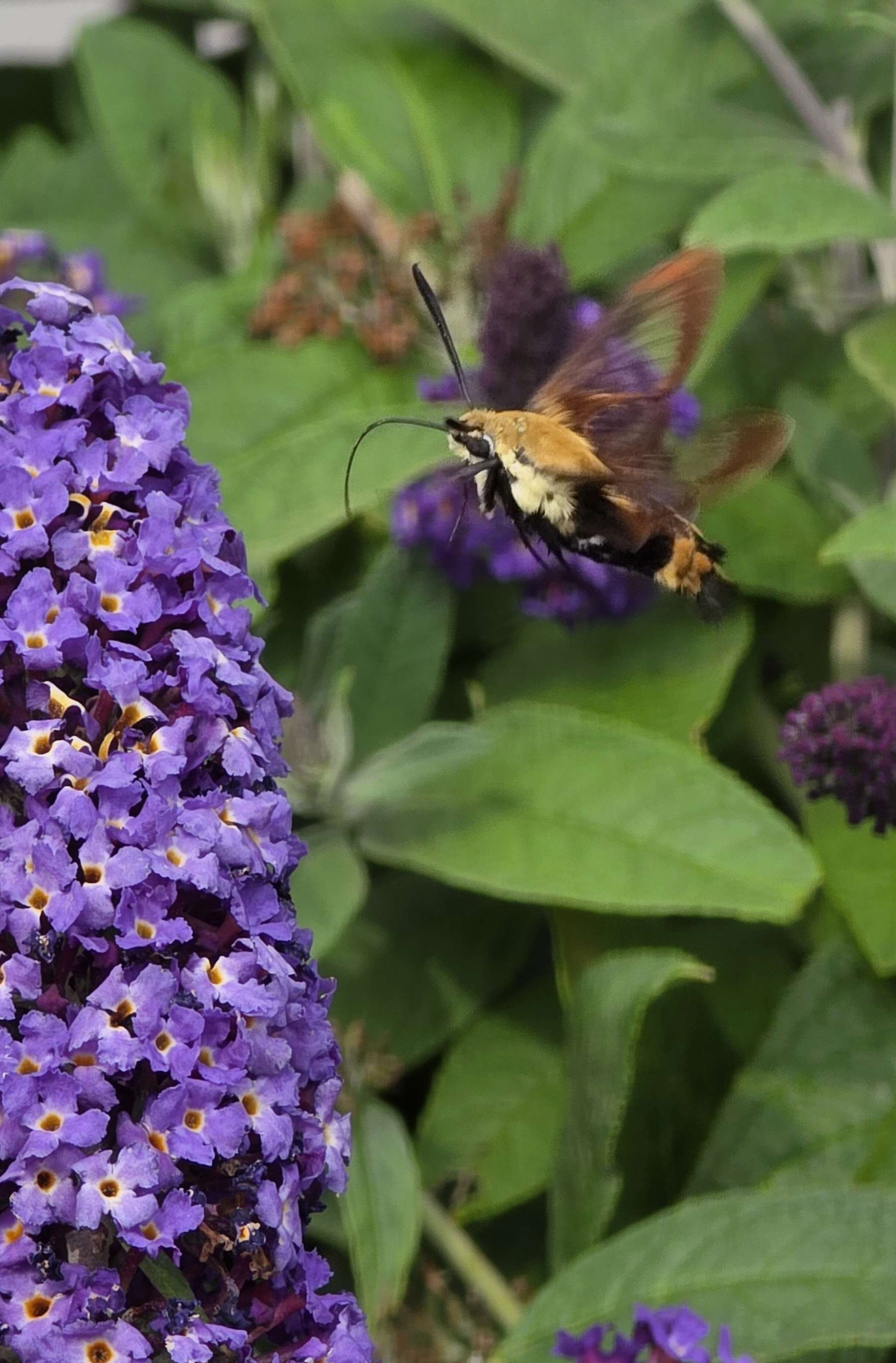 Hummingbird moth on buddleia