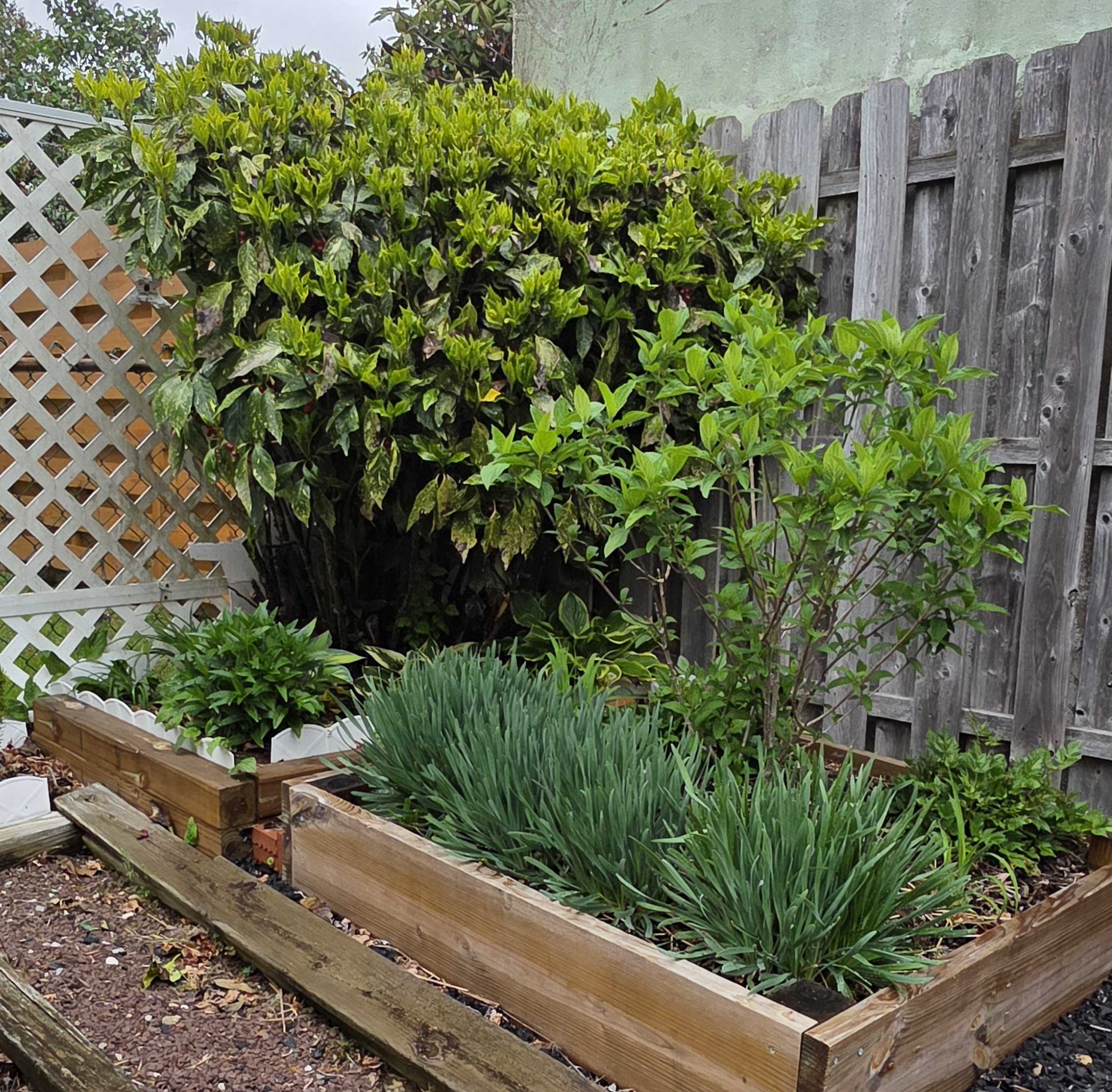 Gold Dust Aucuba mixed bed