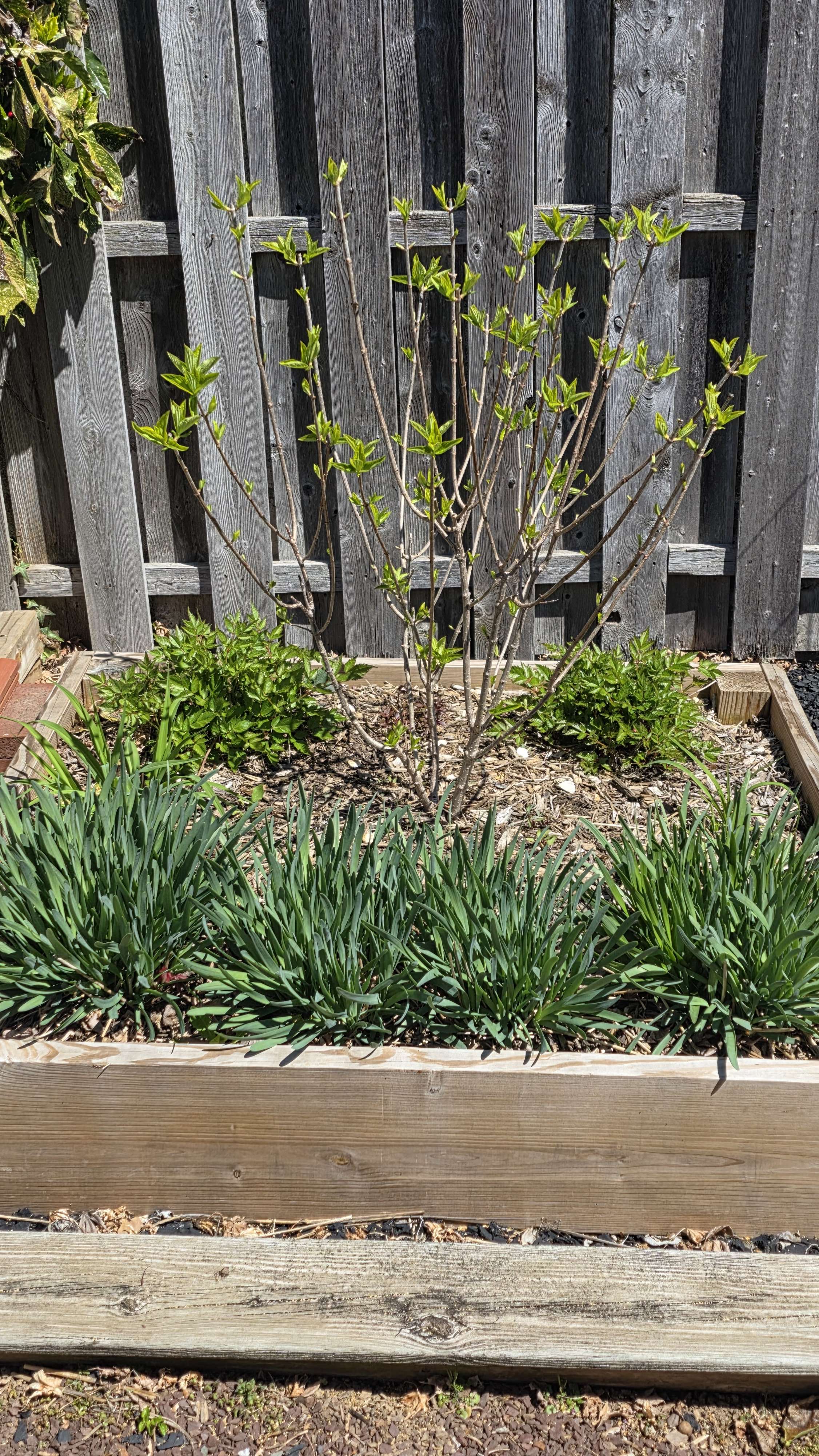 Mixed perennial bed early April