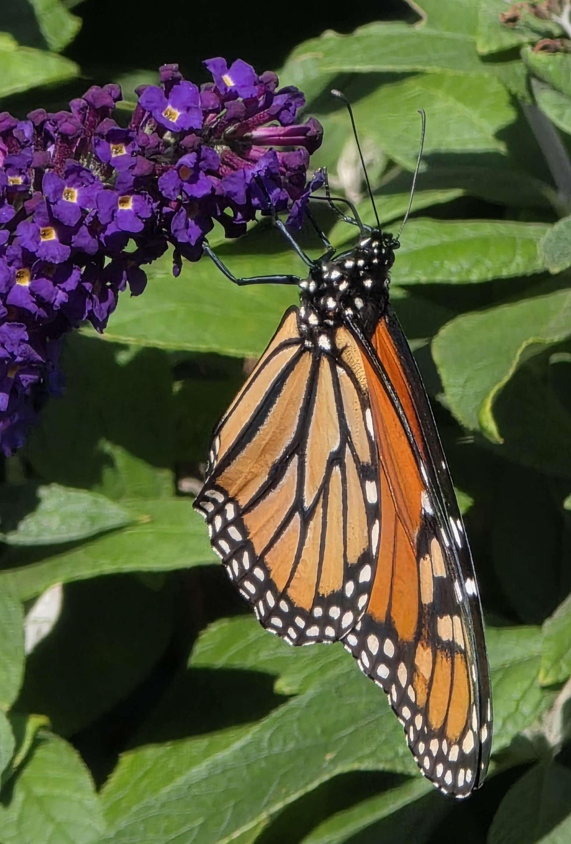 Monarch butterfly on buddleia