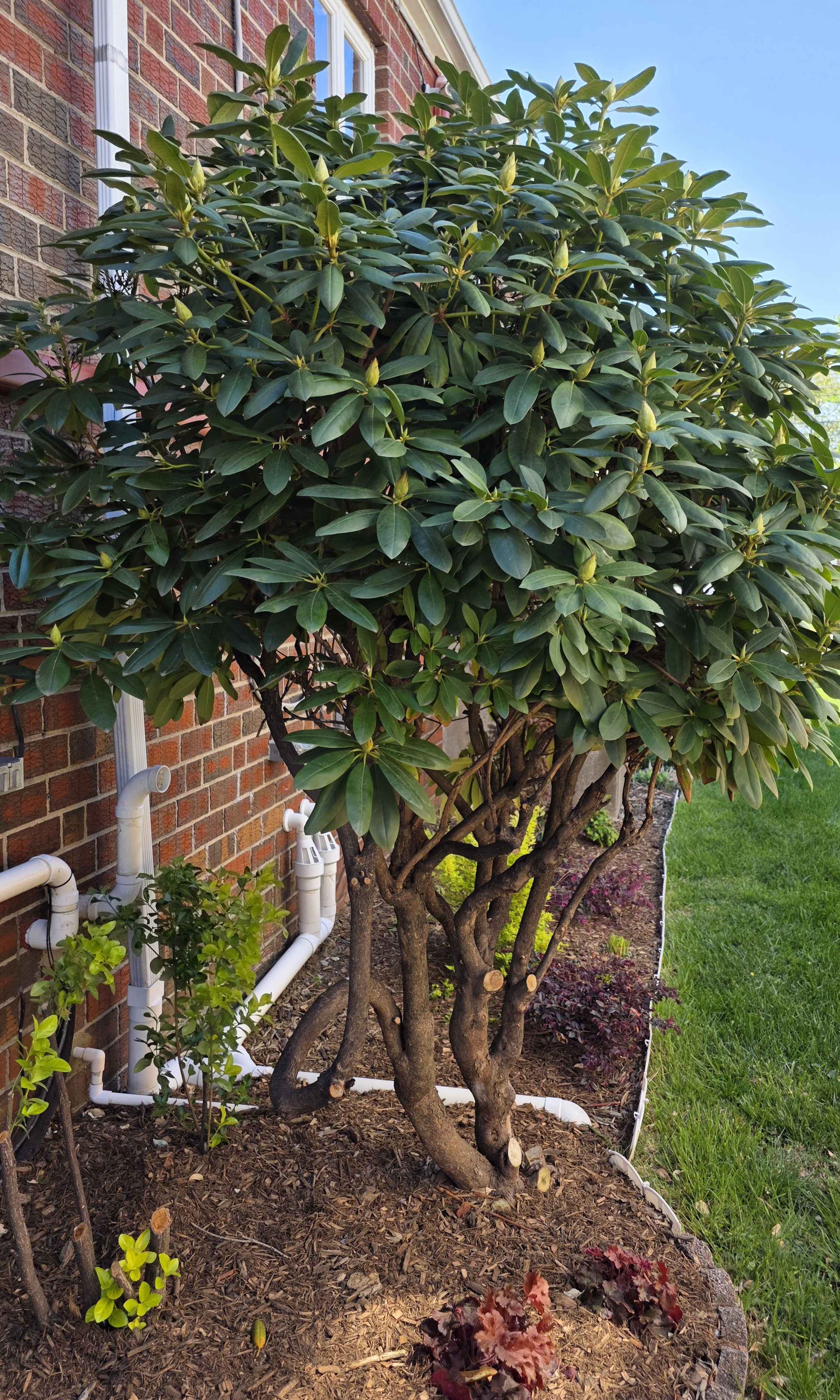 Rhododendron April 21