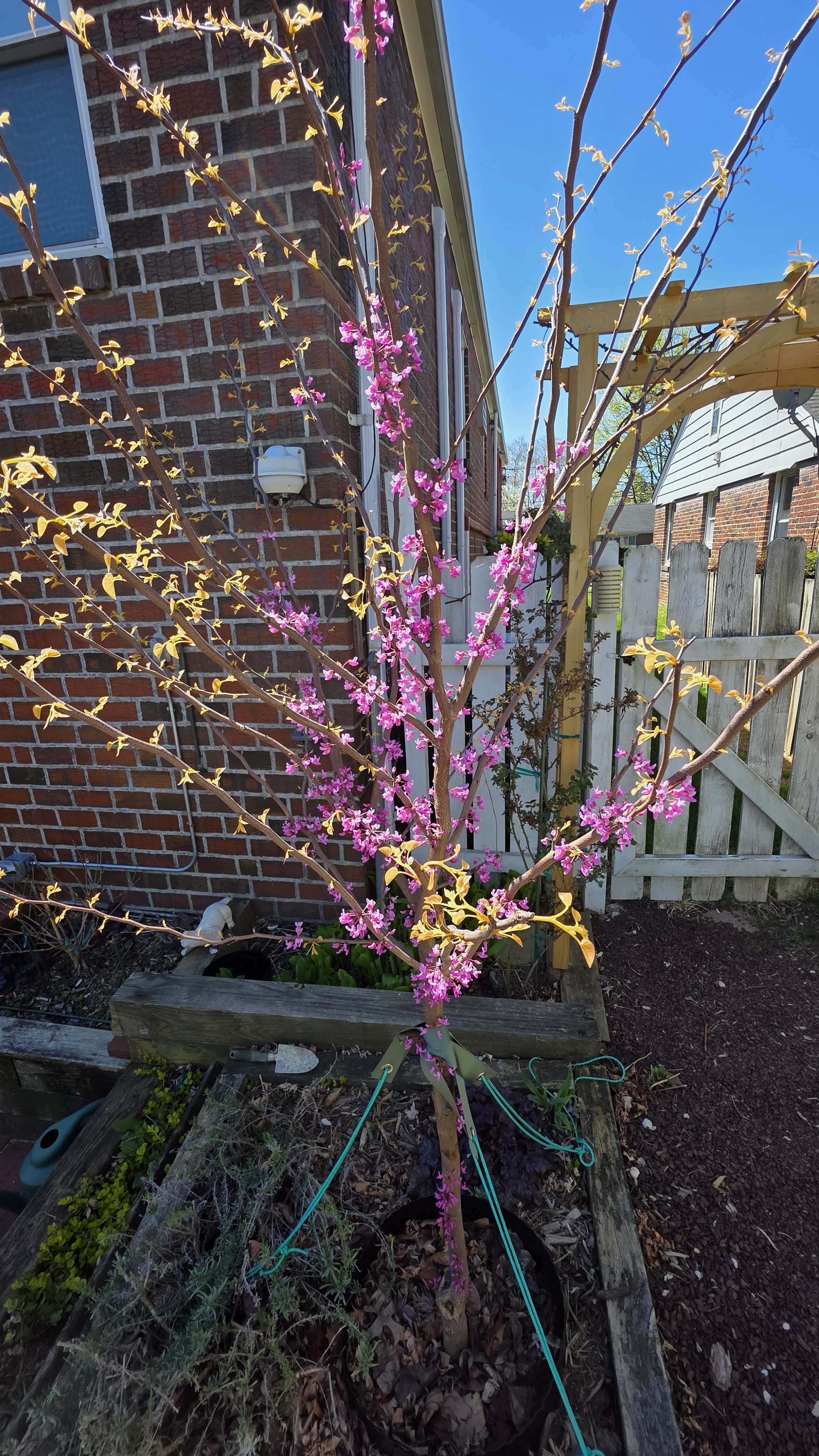 Redbud