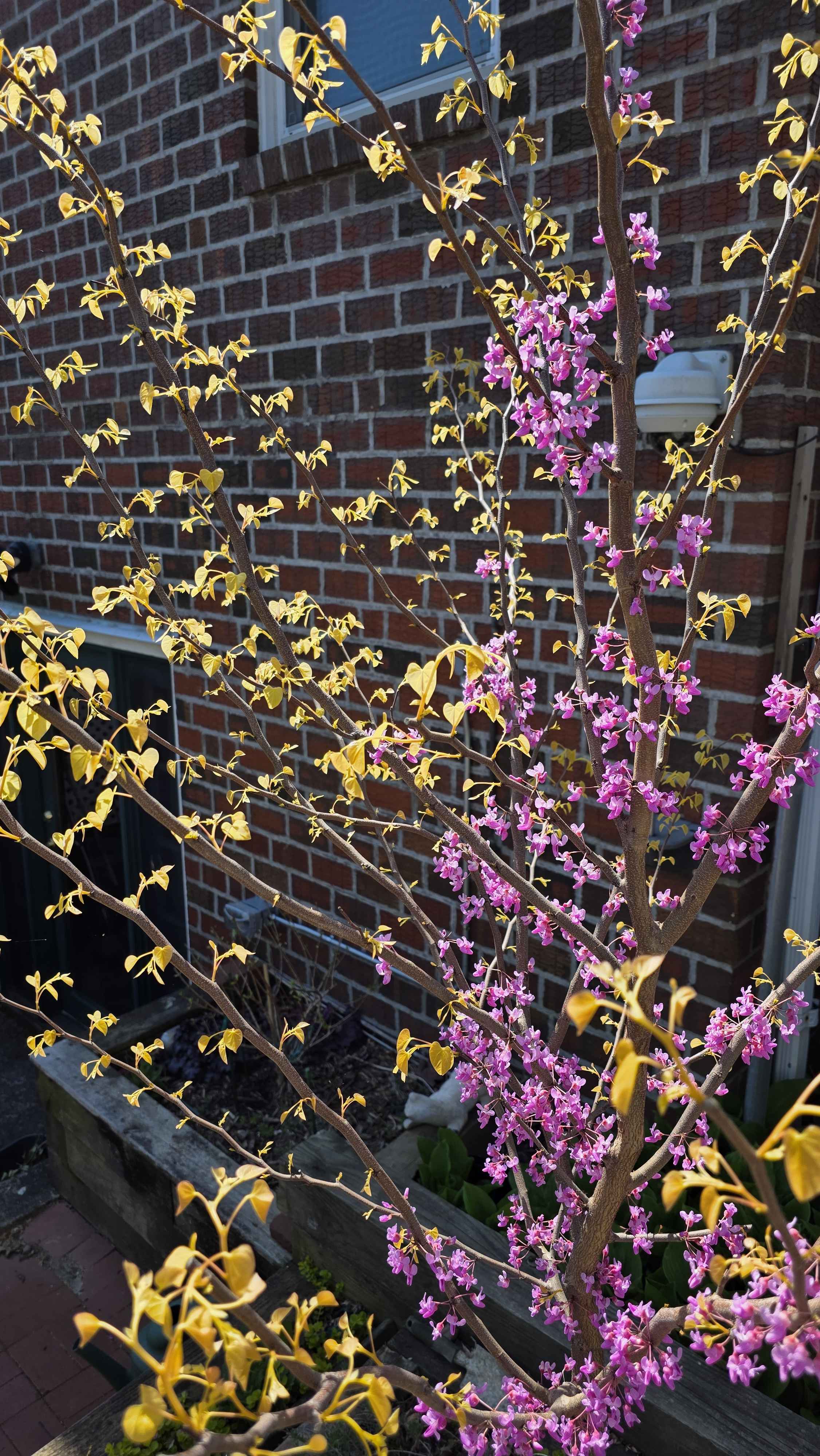 Gold-orange leaves pushing