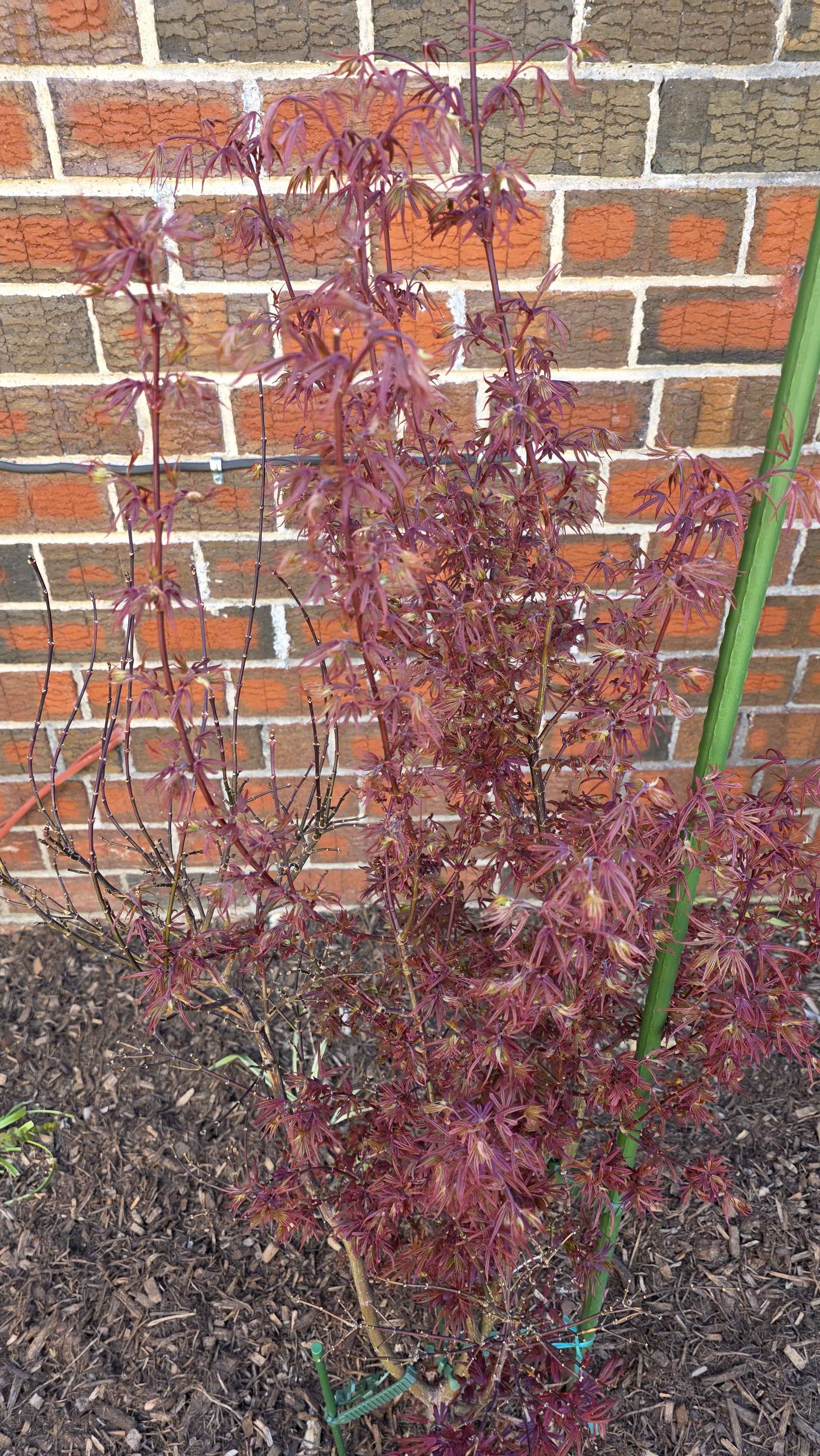 Foliage detail