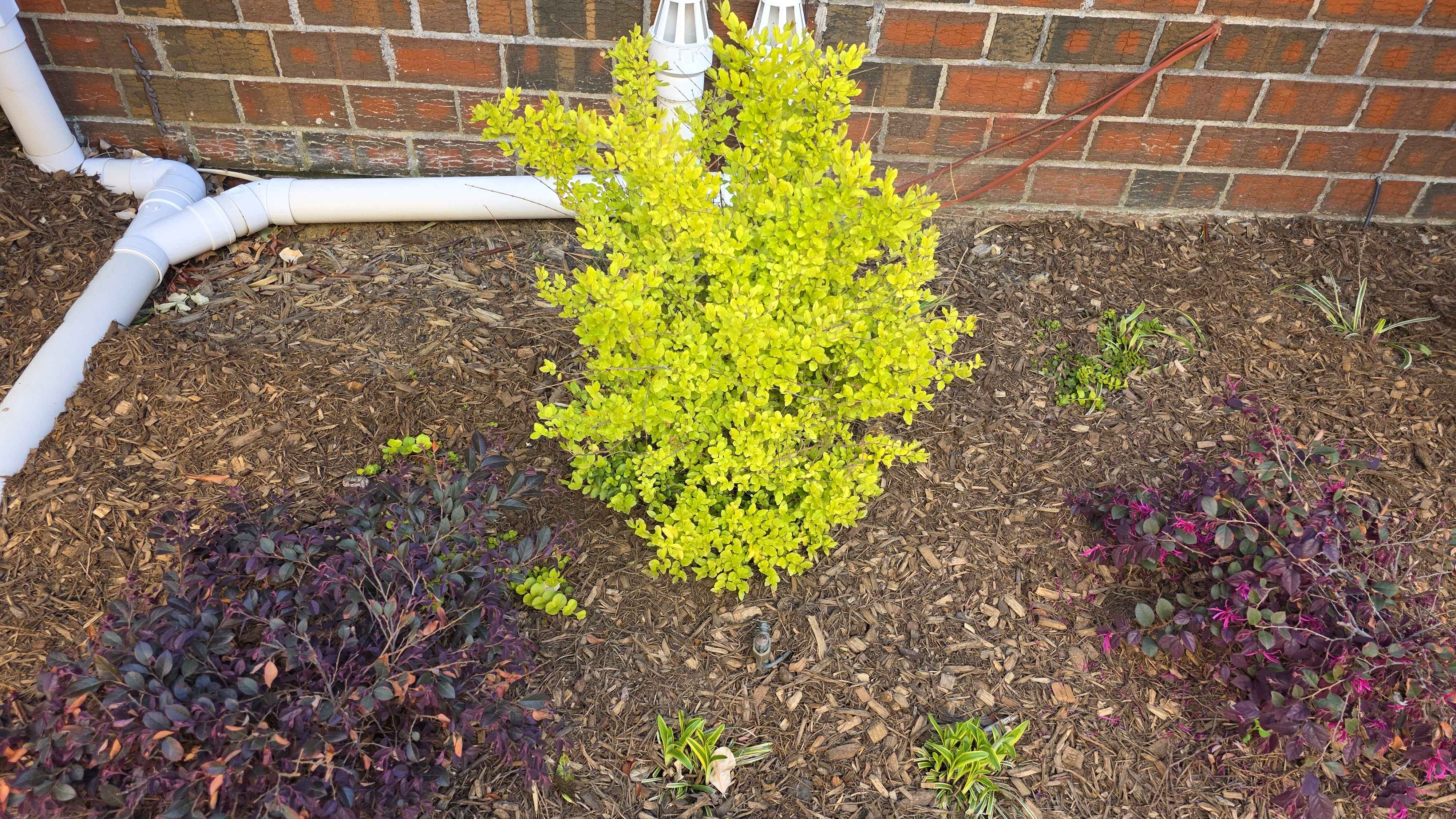 Ligustrum with loropetalum and liriope