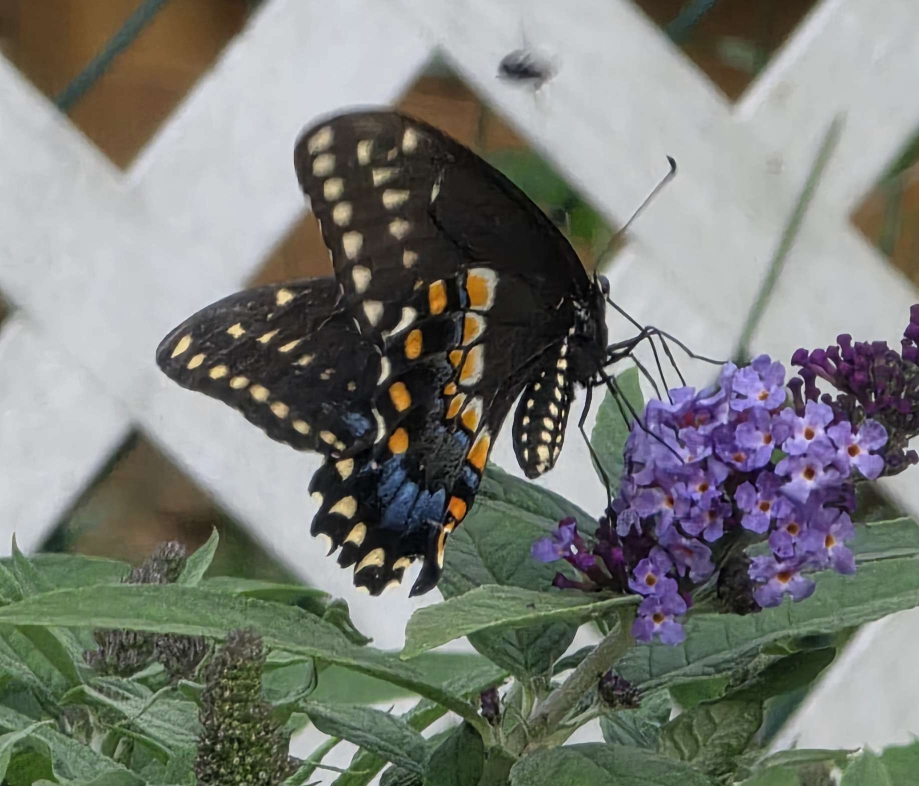 Swallowtail butterfly on buddleia close-up