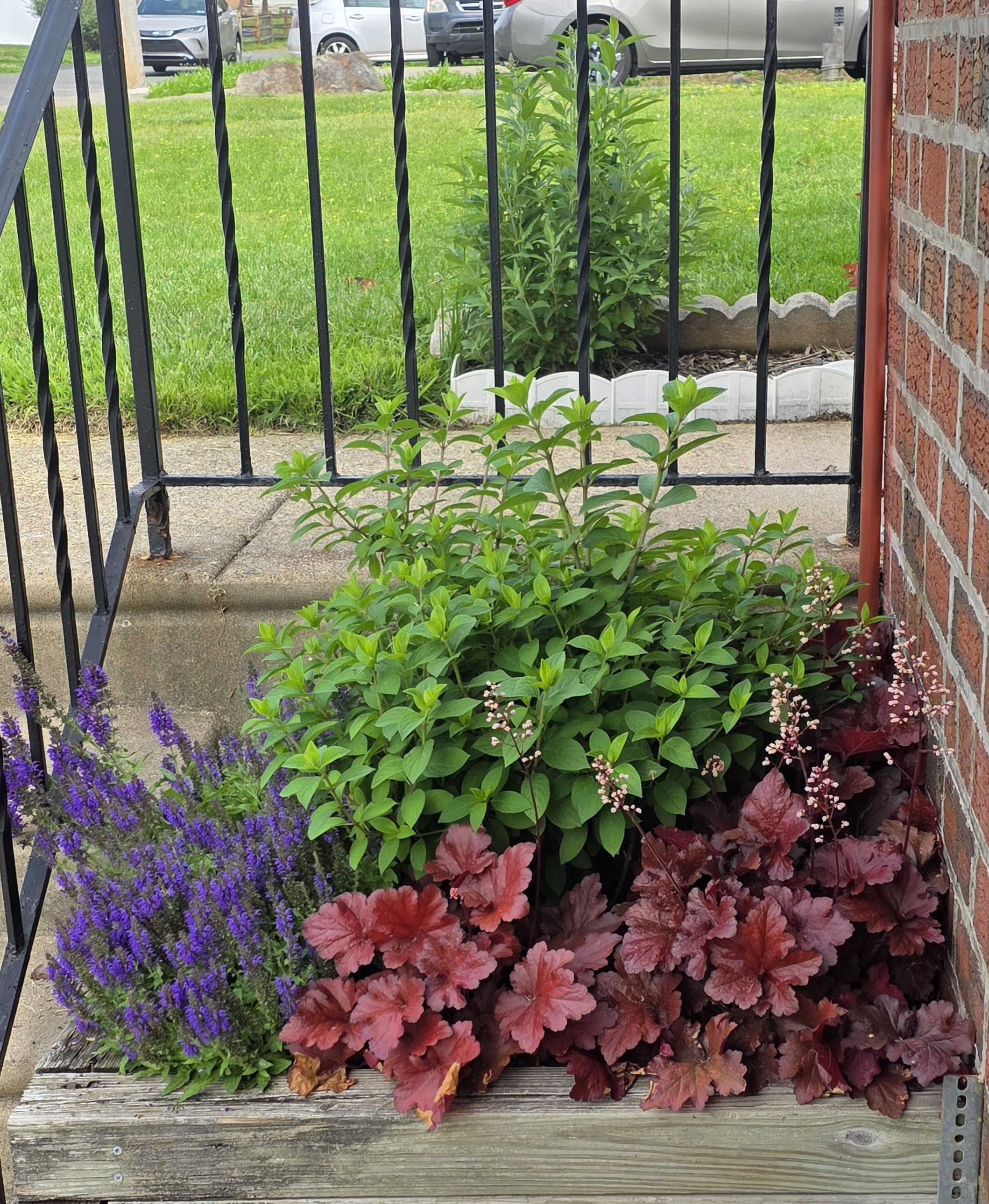 Front raised bed with Bobo hydrangea, heuchera, and purple salvia