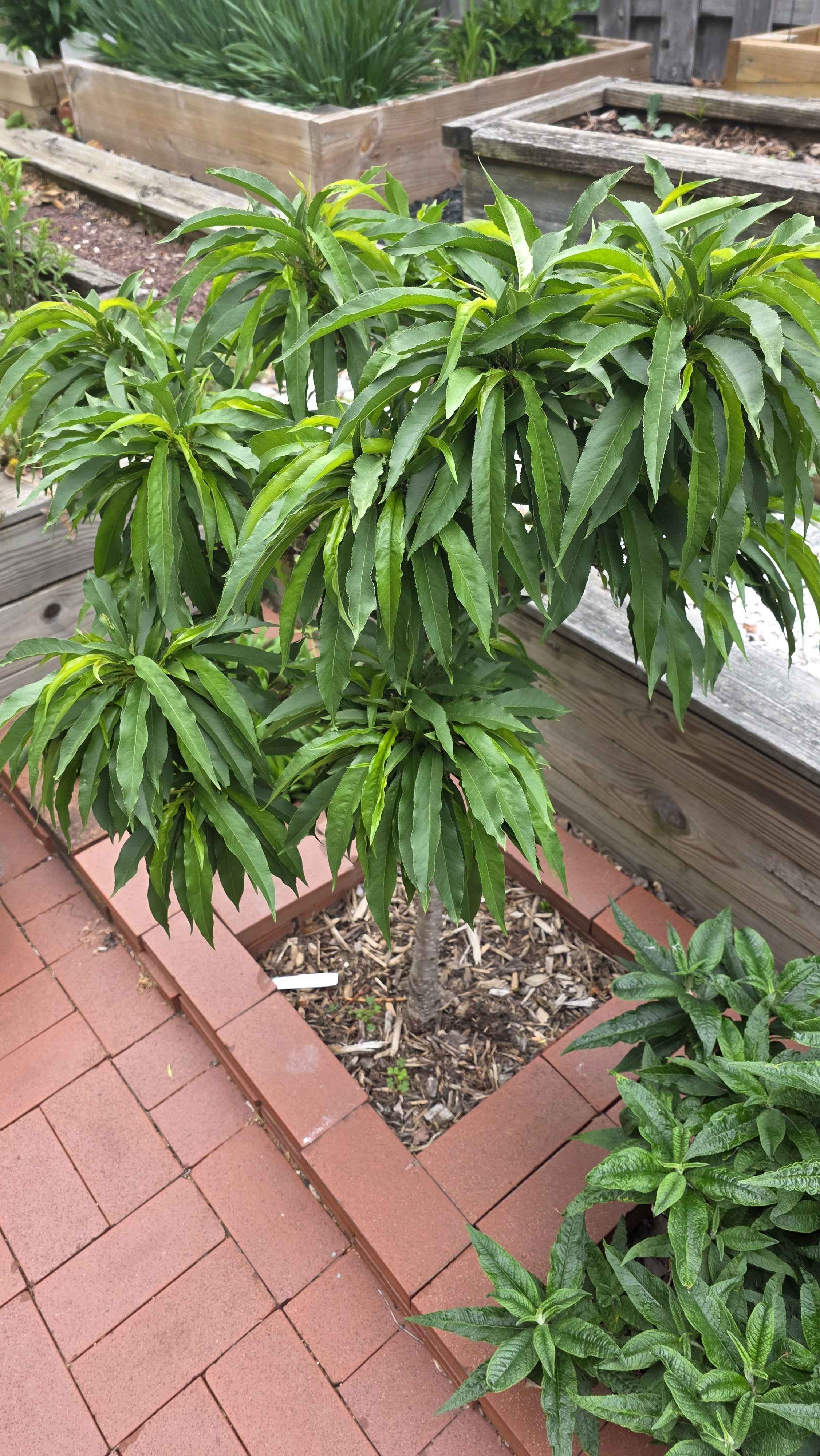 Dense and healthy
