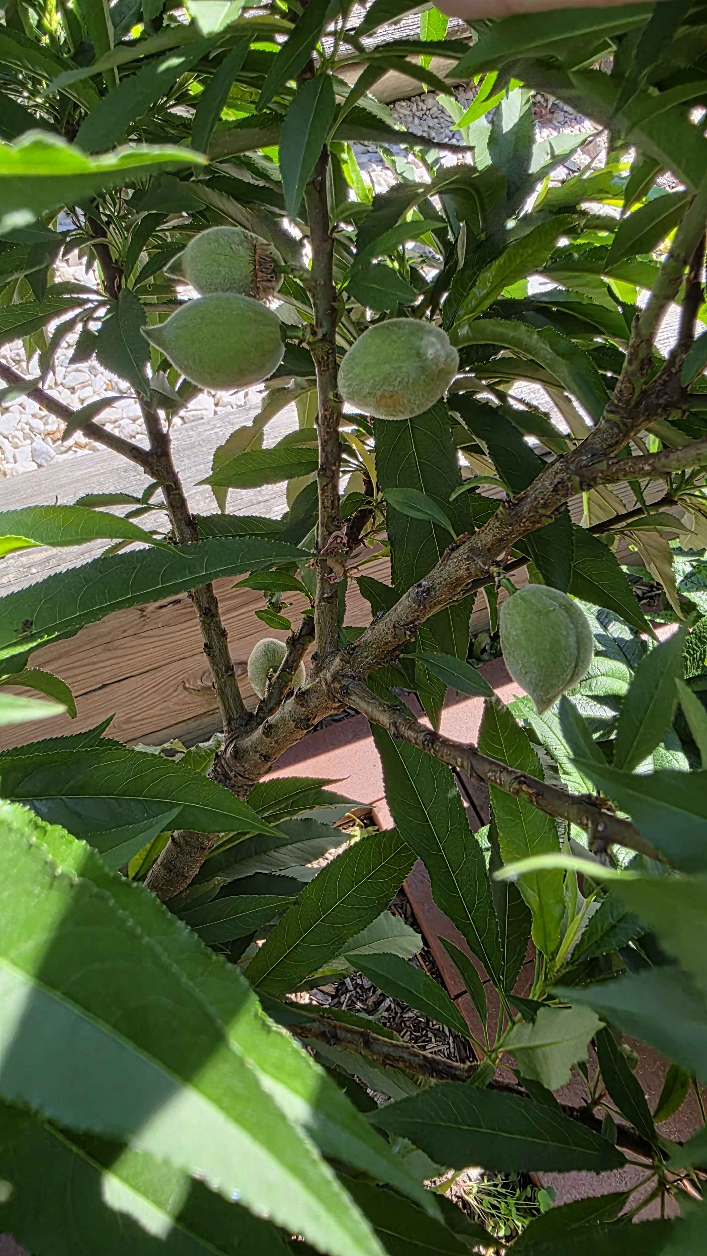 Young peaches inside the leafy canopy