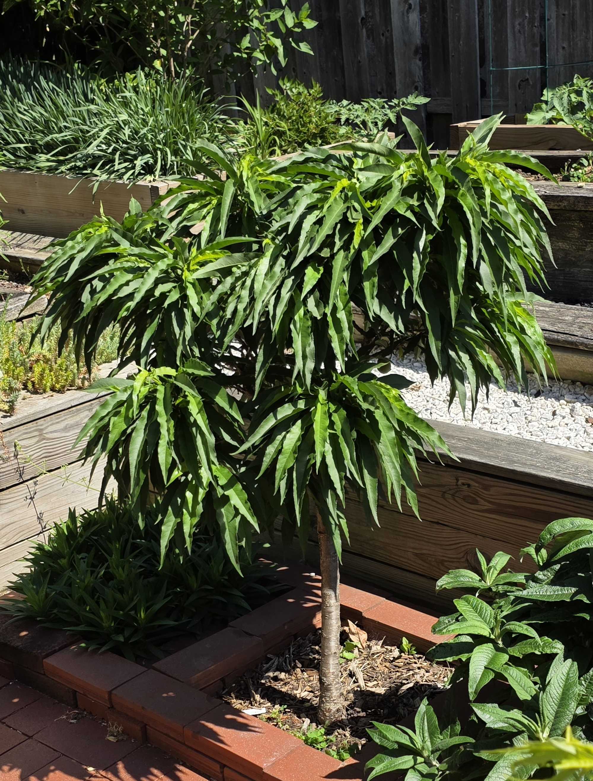 Dwarf peach tree in full green leaf
