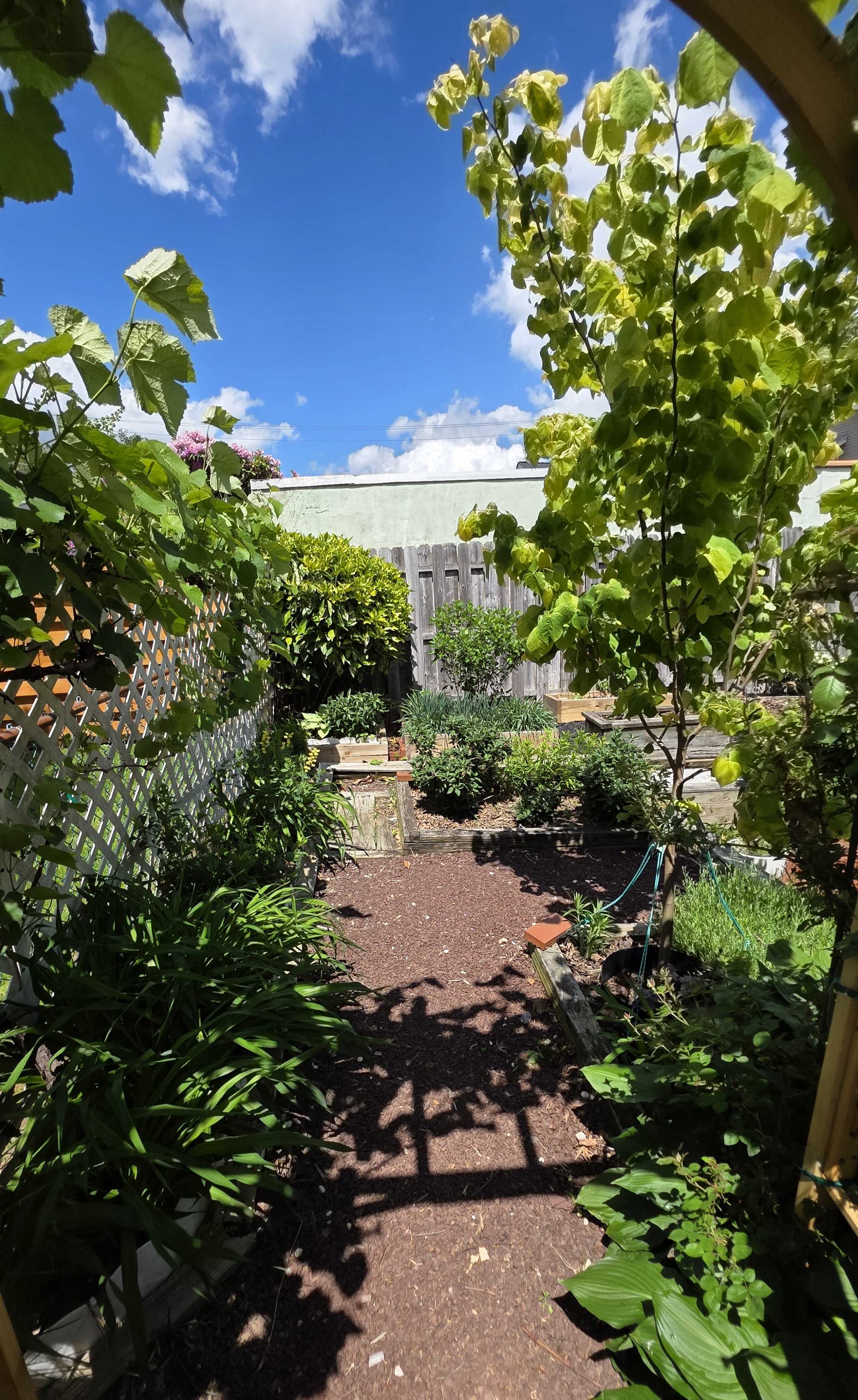 Wide view through the arbor into the garden with grapevine, redbud, raised beds, and patio path