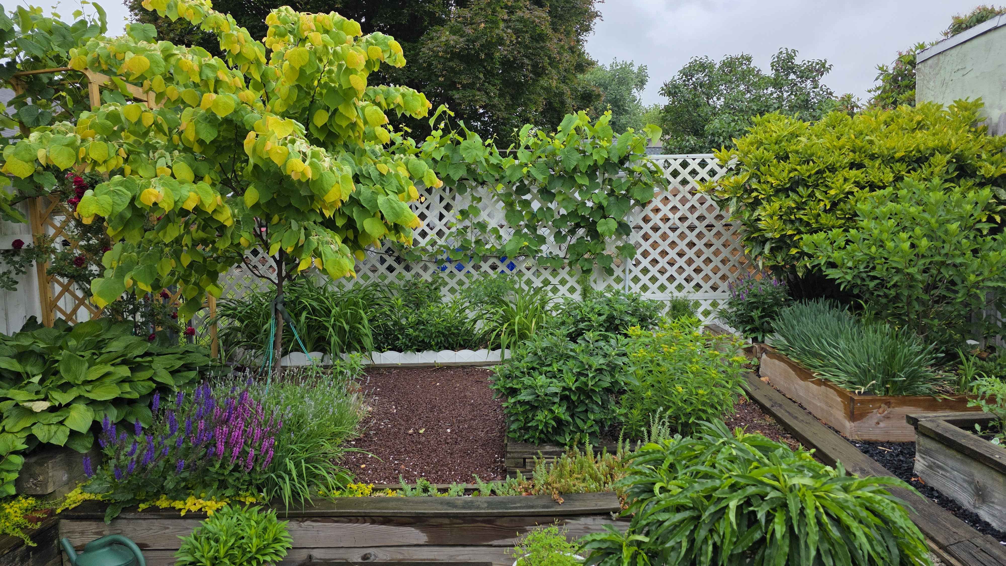 Lush late-May garden overview with redbud, grapevine, hostas, and raised beds
