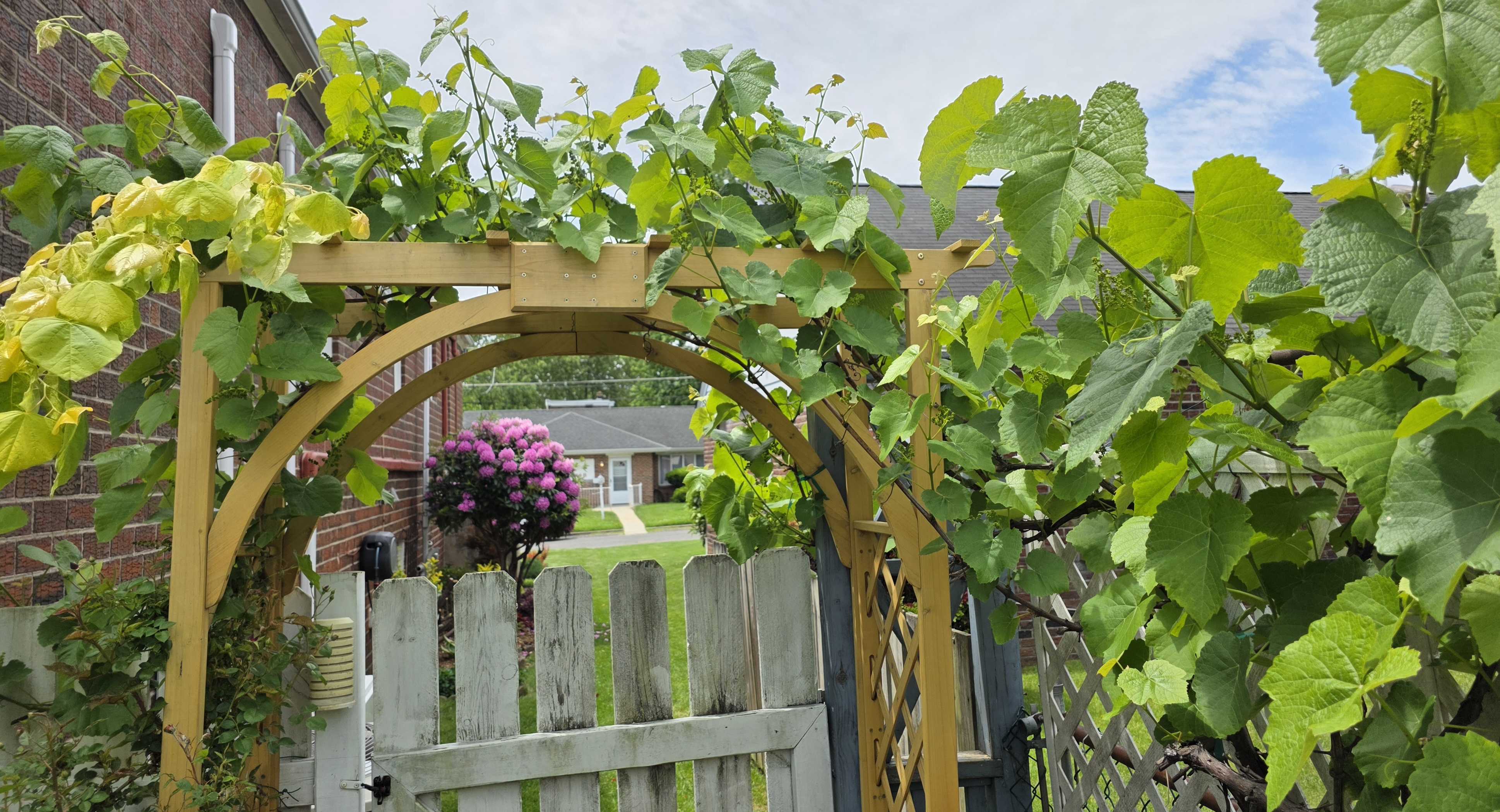 Grapevine filling the wooden arbor over the garden gate