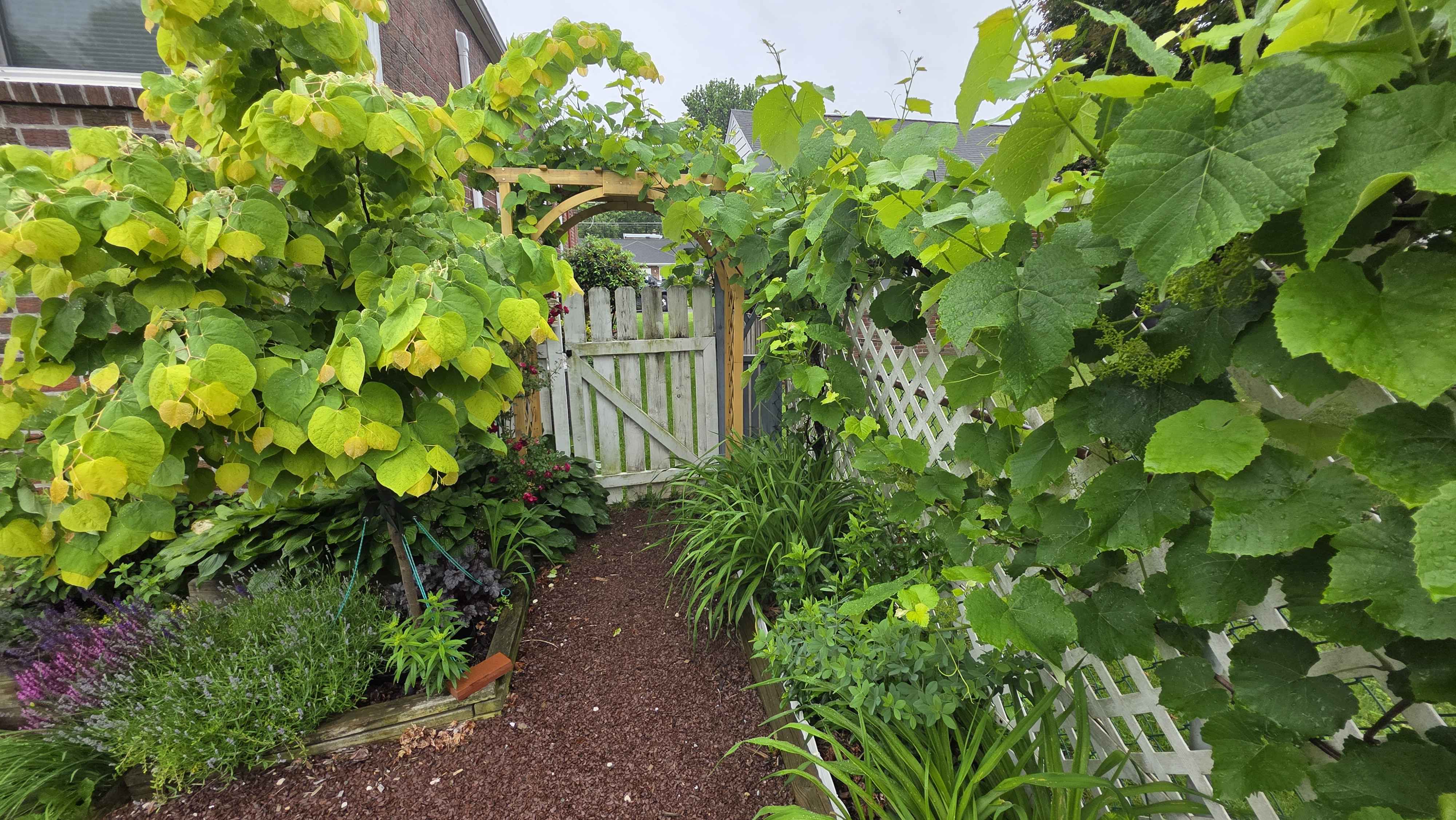 Late-May garden gate with Rising Sun redbud and grapevine filling the arbor