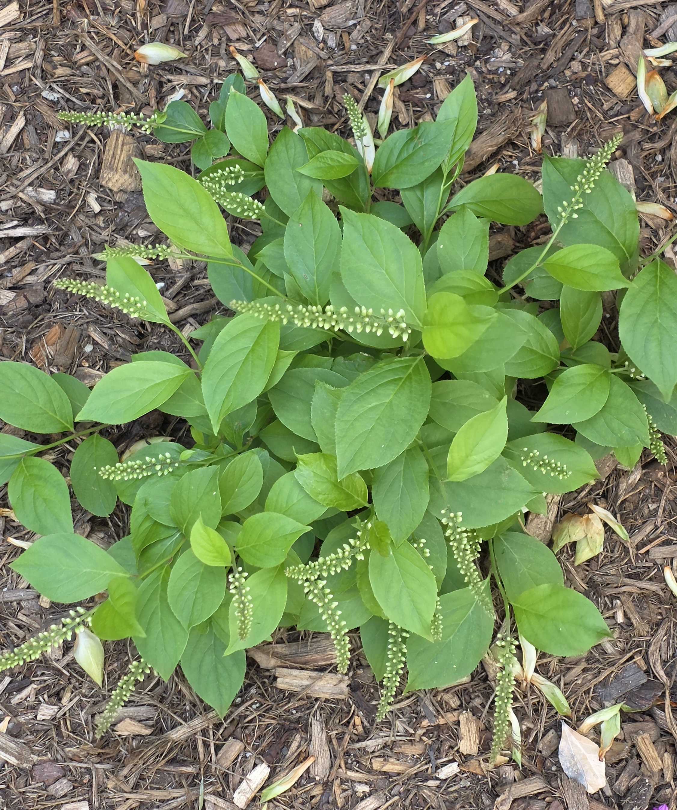 Little Henry Sweetspire with upright flower racemes in bud