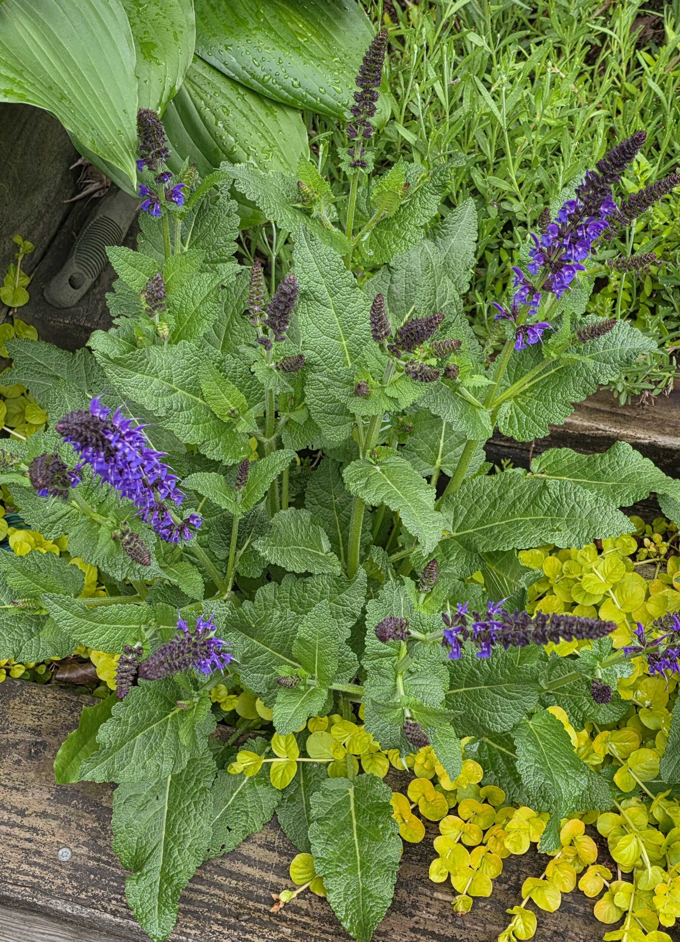 Mixed perennial bed with salvia in bloom