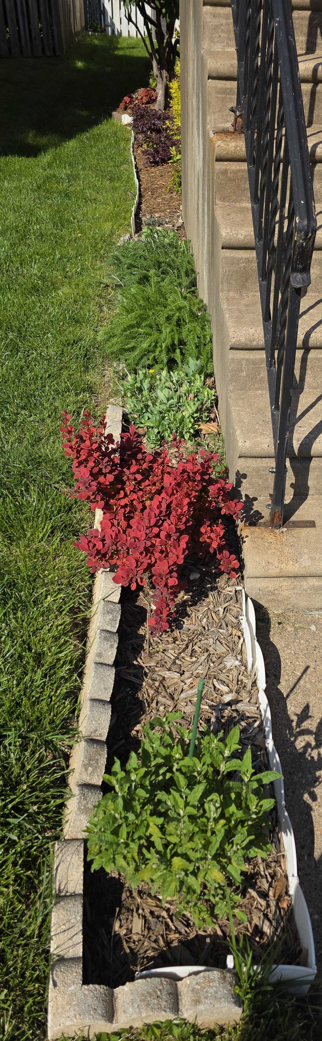 Orange Rocket in side house bed