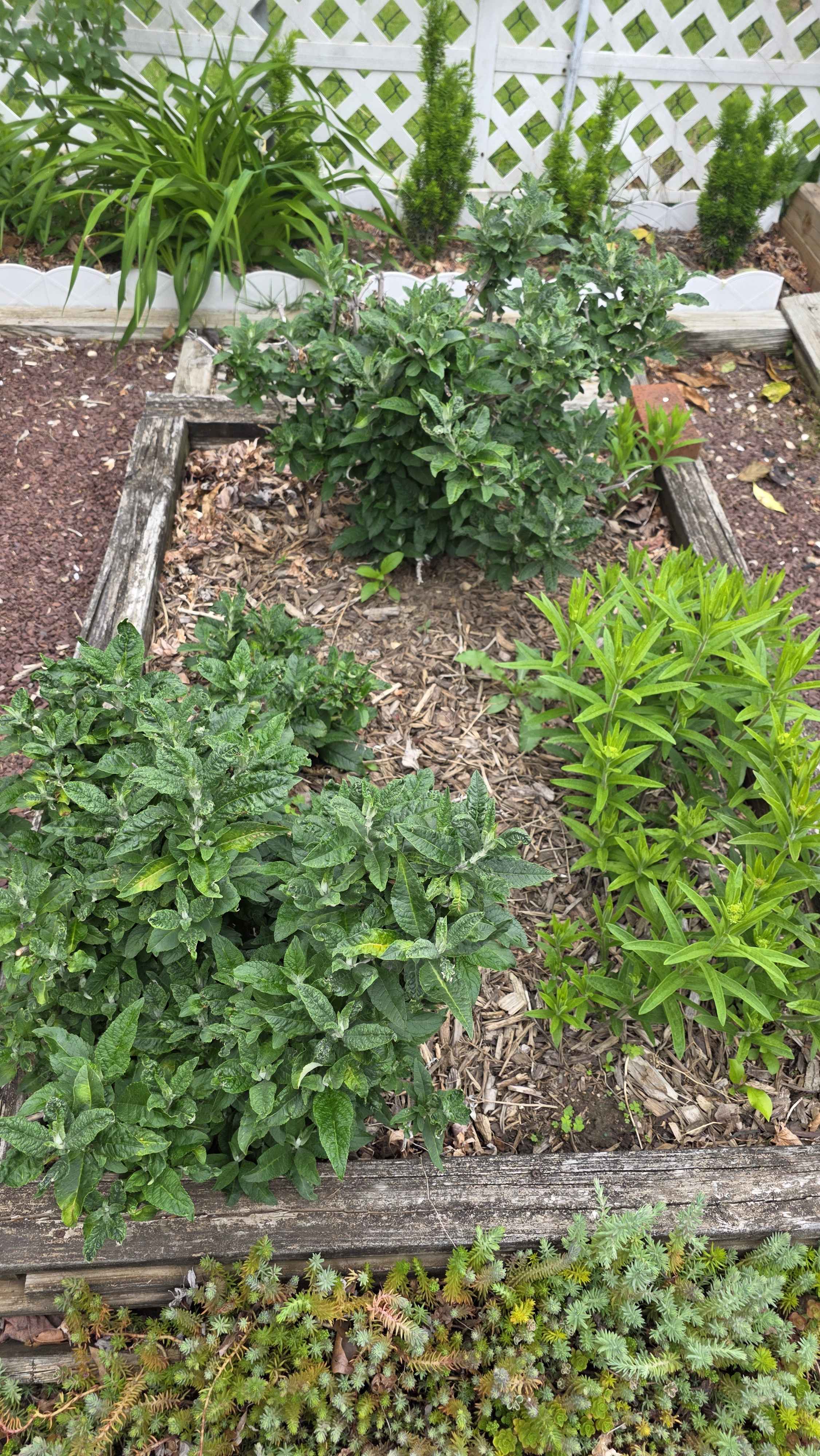 Raised beds mixed plantings