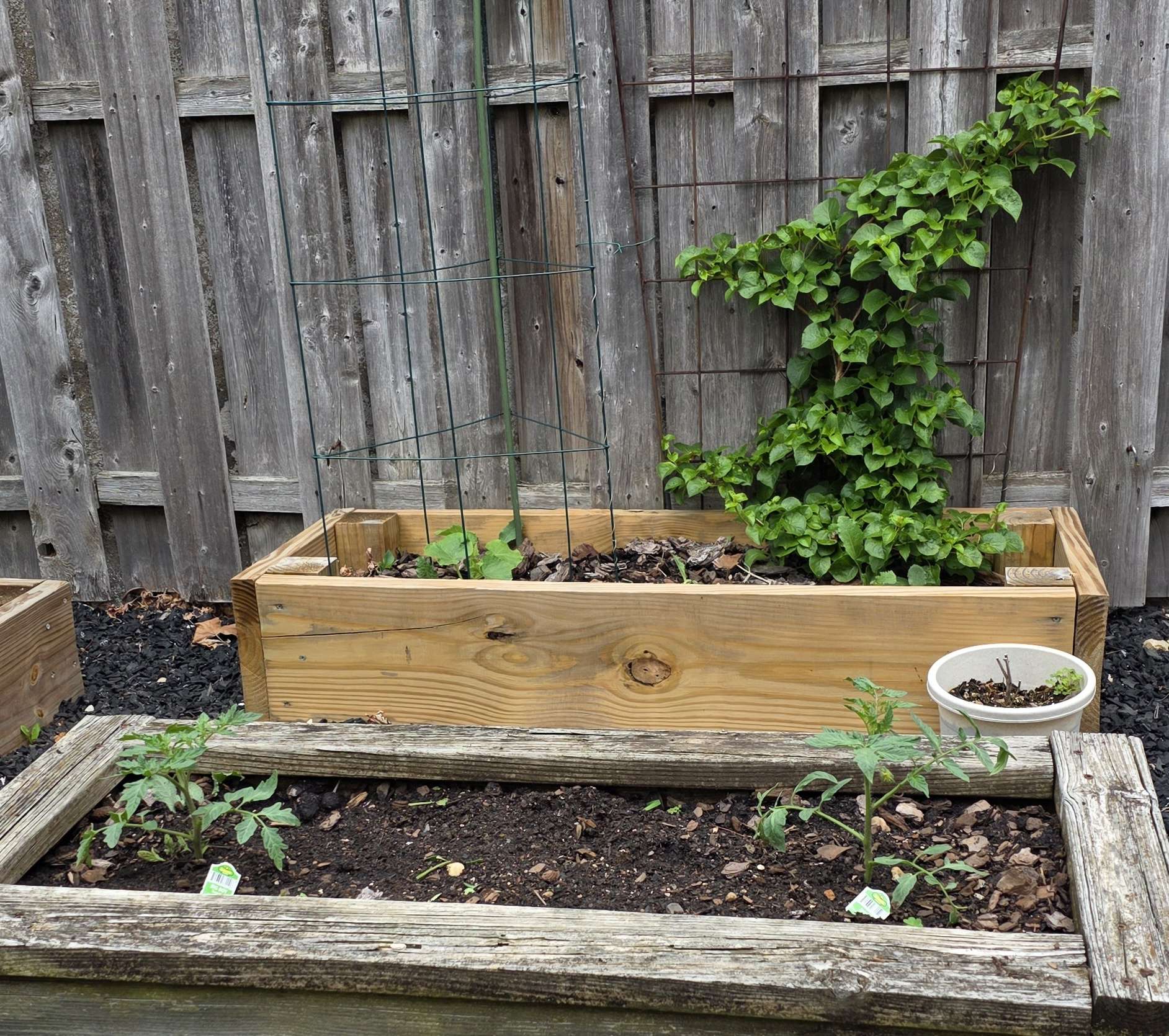 Raised beds with tomatoes planted