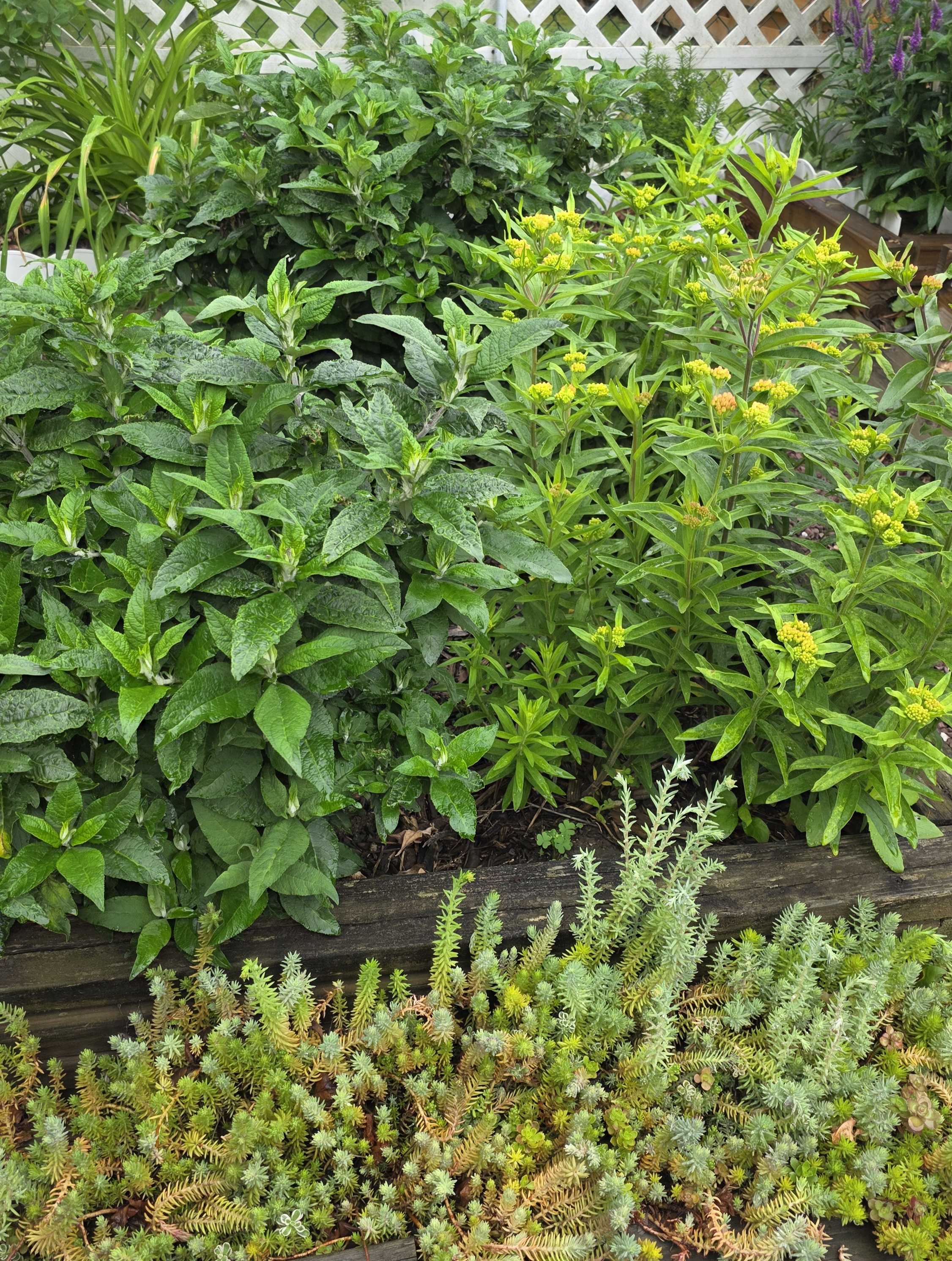Raised bed with Pugster butterfly bush, milkweed buds, speedwell, and sedum