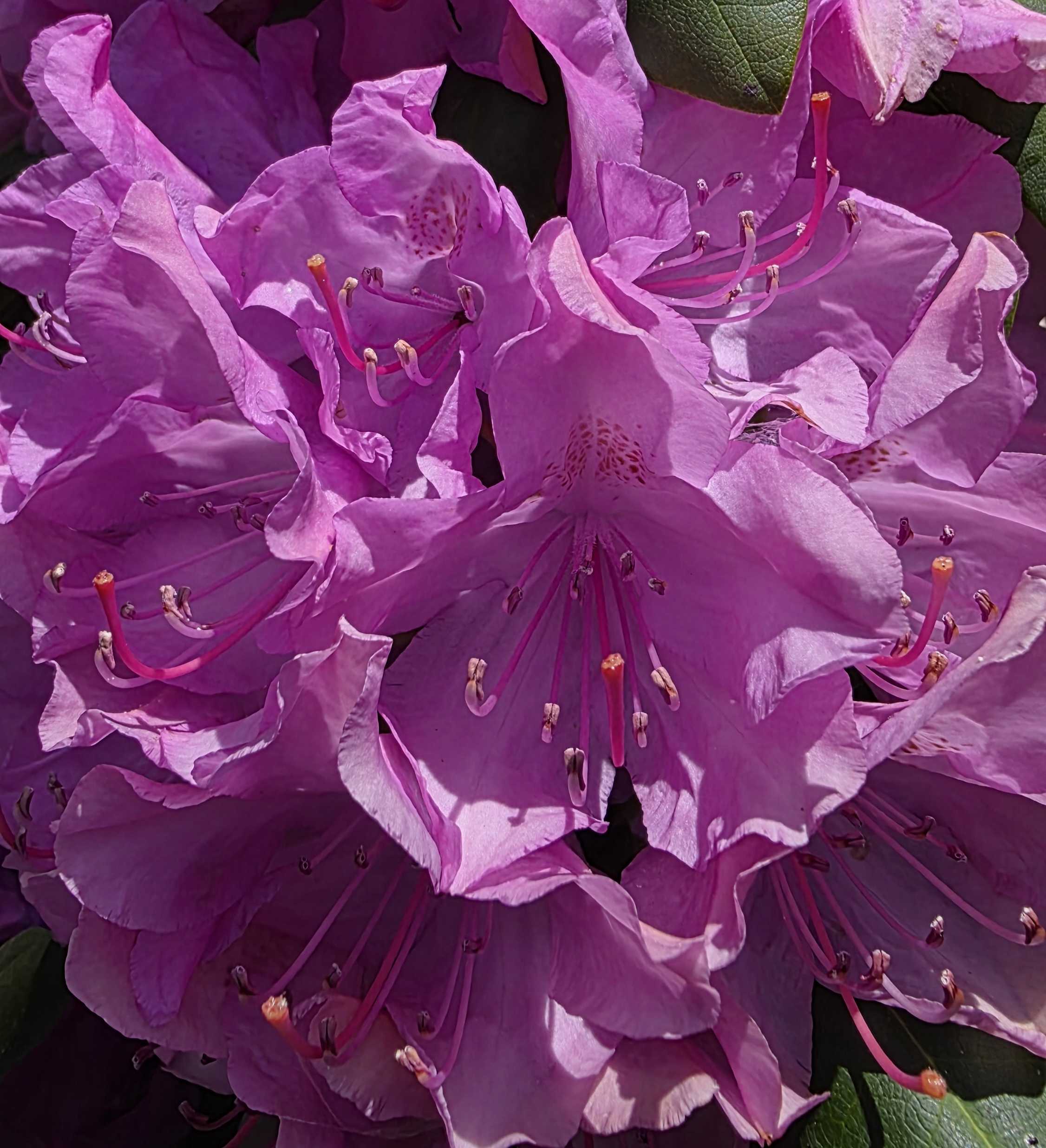 Rhododendron bloom close-up
