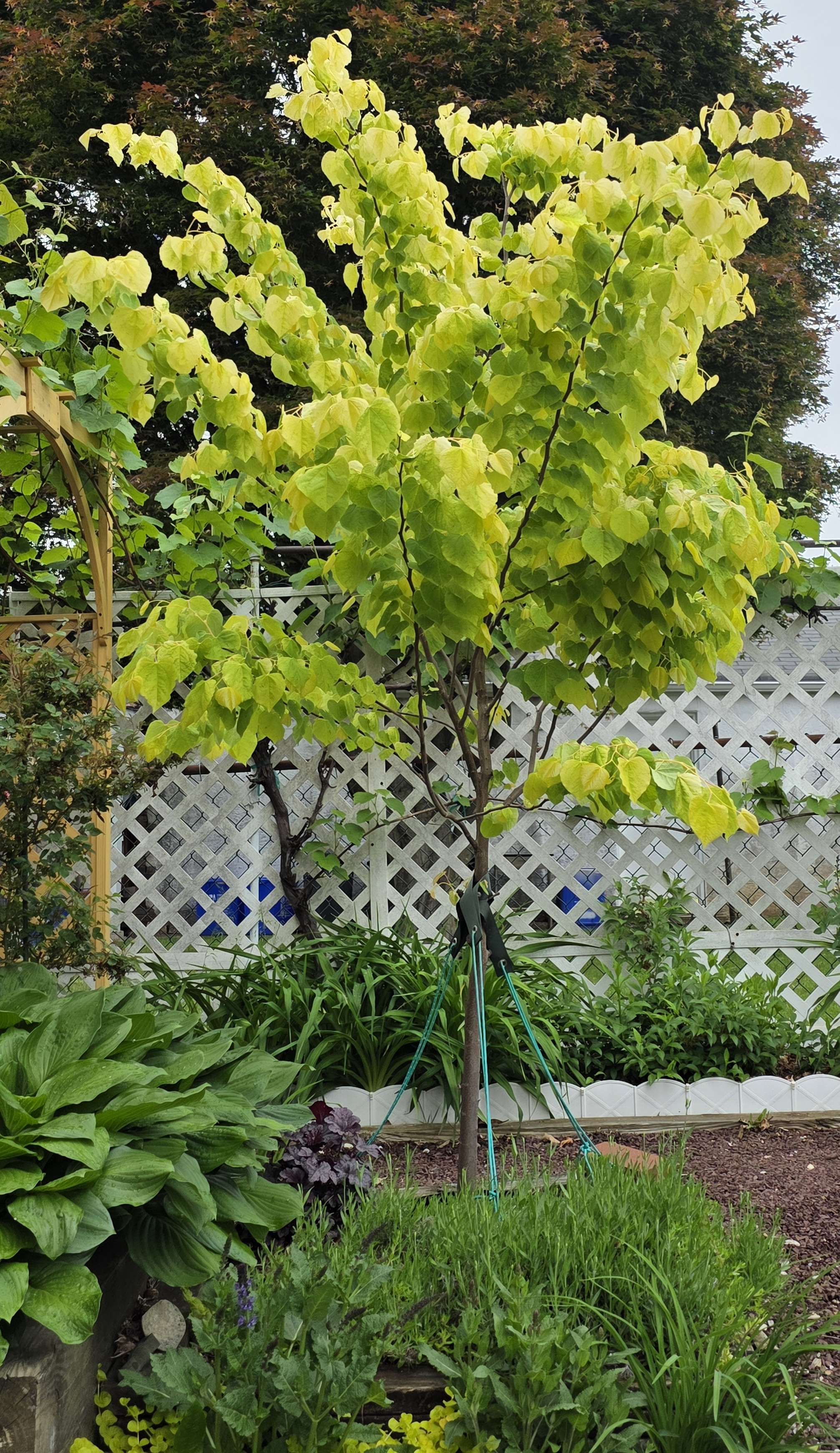 Rising Sun redbud with full chartreuse spring canopy