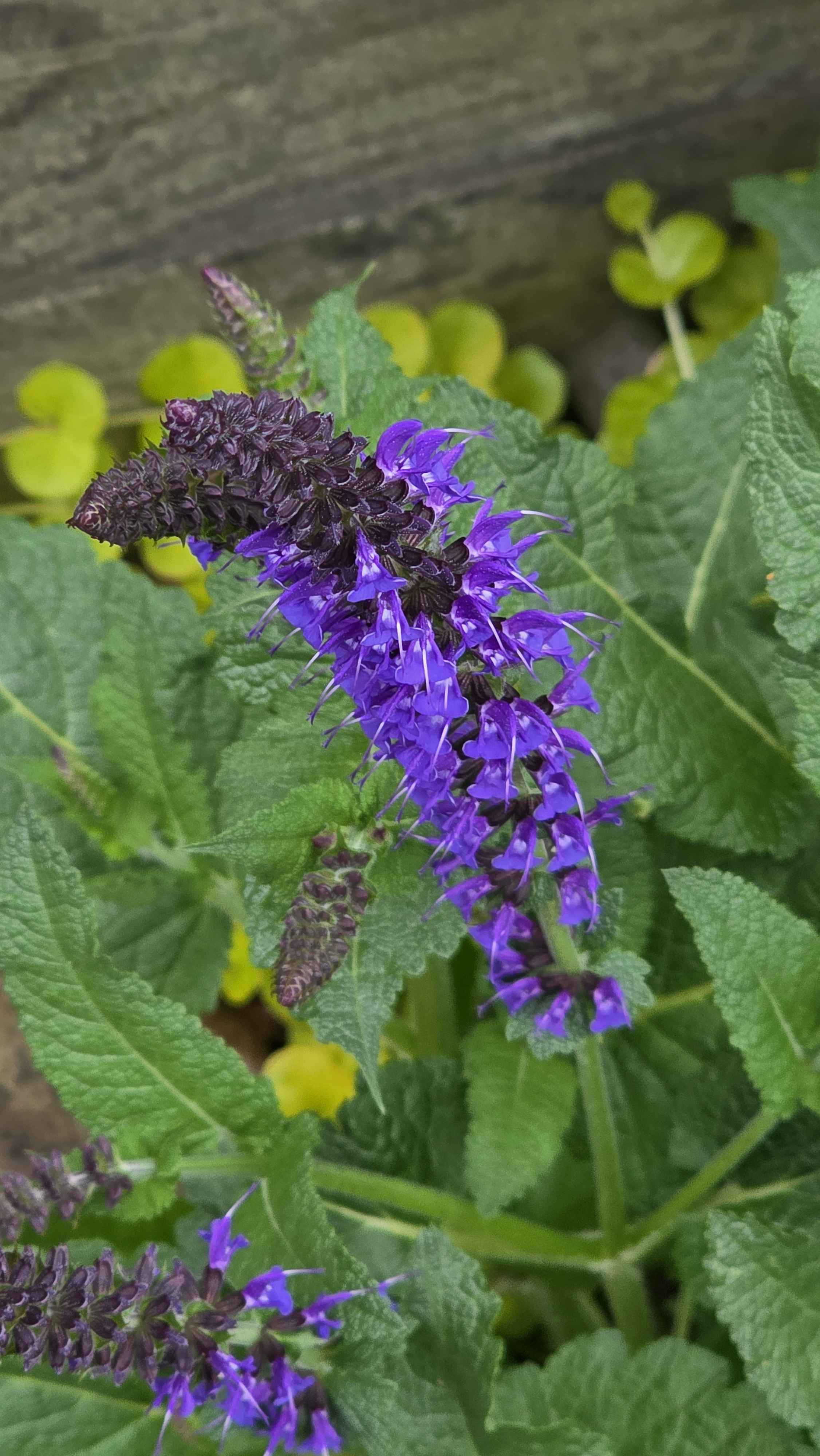 Purple salvia close-up