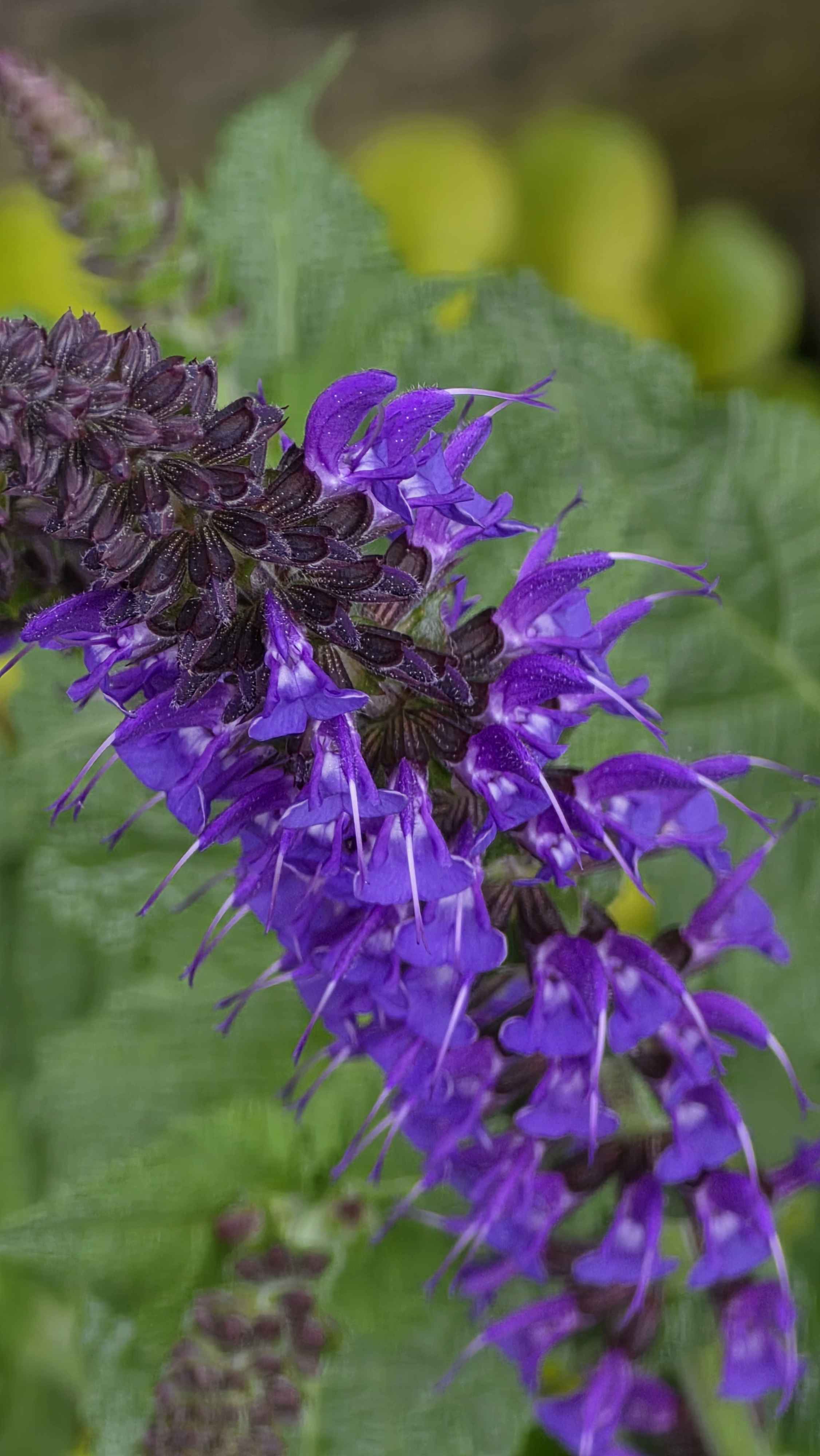 Purple salvia in the bed