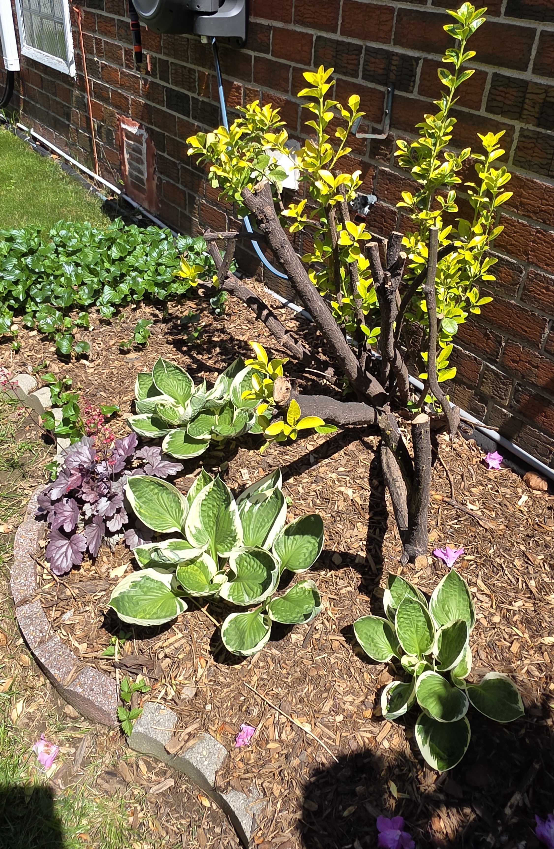 Side-house foundation bed edge with variegated hostas, dark heuchera, and fresh chartreuse shrub growth