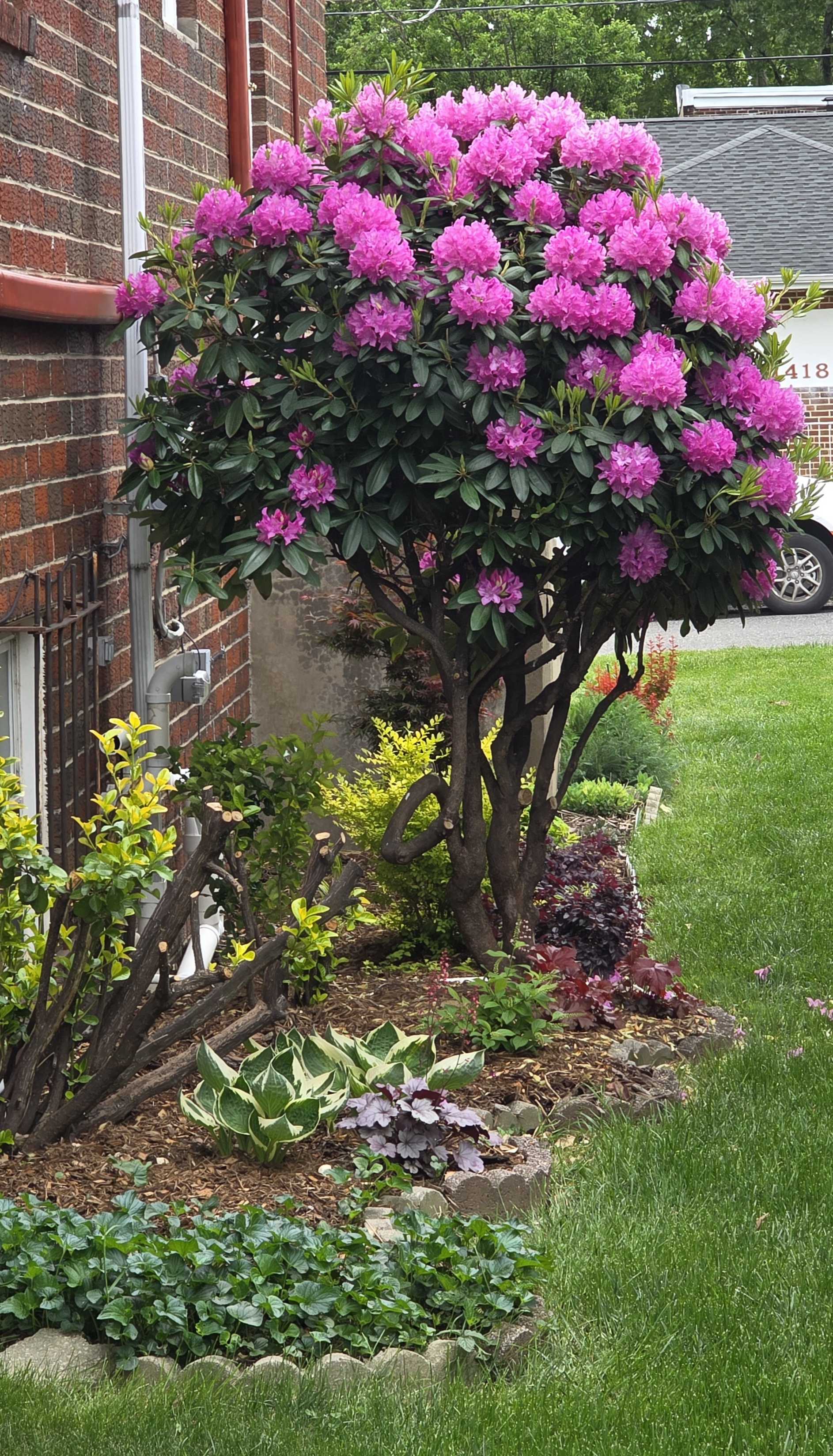 Rhododendron wide shot