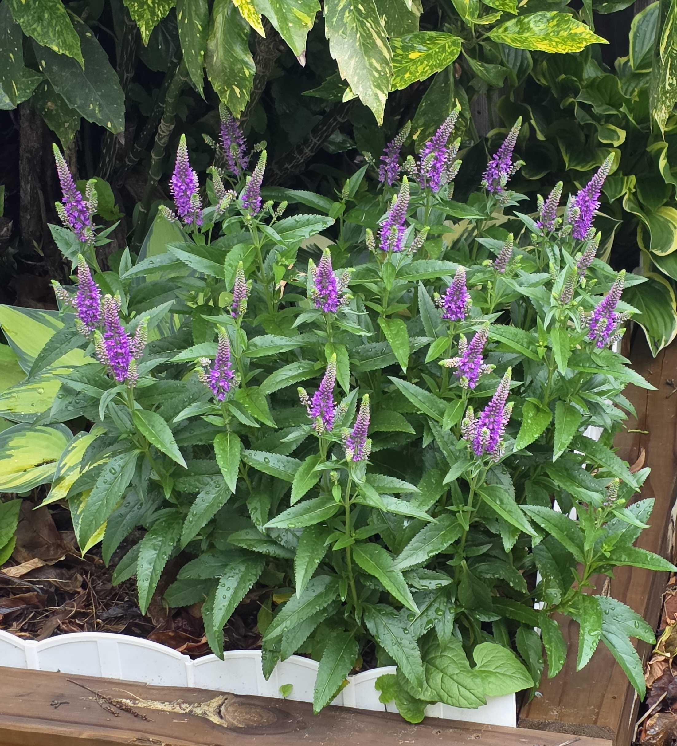 Purple speedwell flower spikes in bloom
